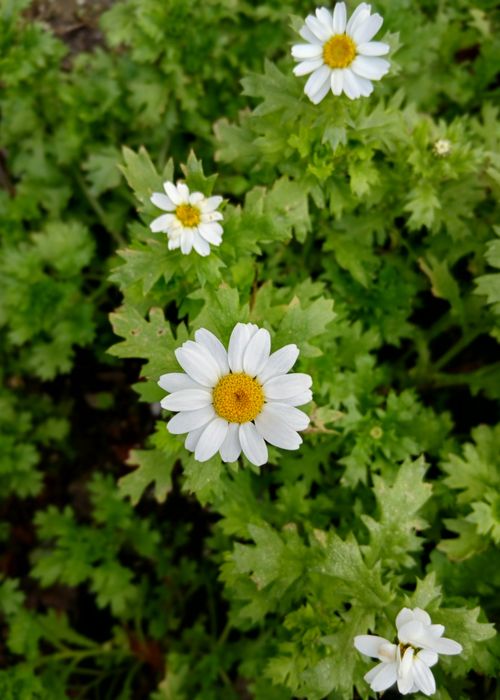 Free Colorful white daisies with yellow centers amidst lush green leaves, showcasing nature's beauty. Stock Photo