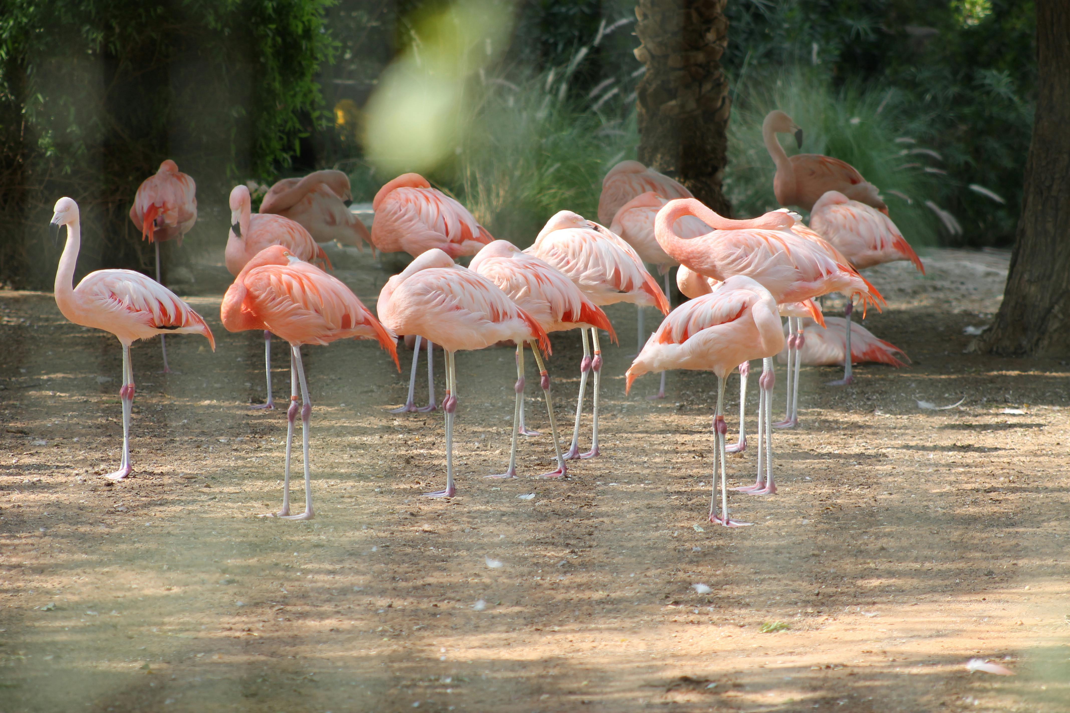 Foto Stok Gratis Tentang Flamingo