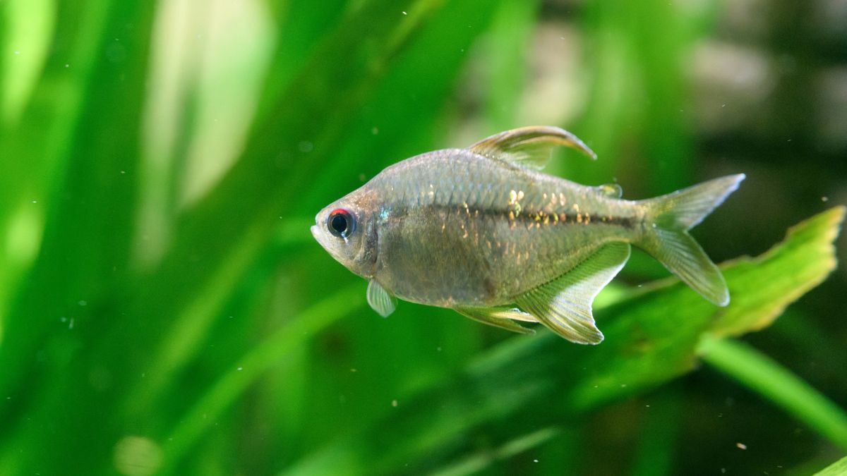 Pristella x-ray tetra swimming among green aquarium plants