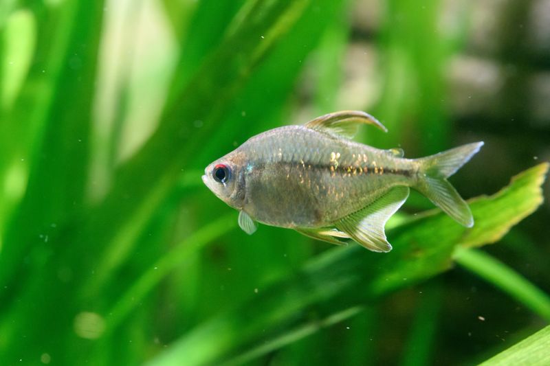 Close-up of a pristella tetra fish swimming amid vibrant green aquatic plants.