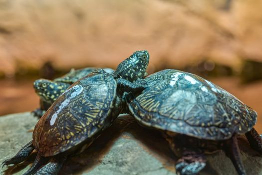 turtle photo