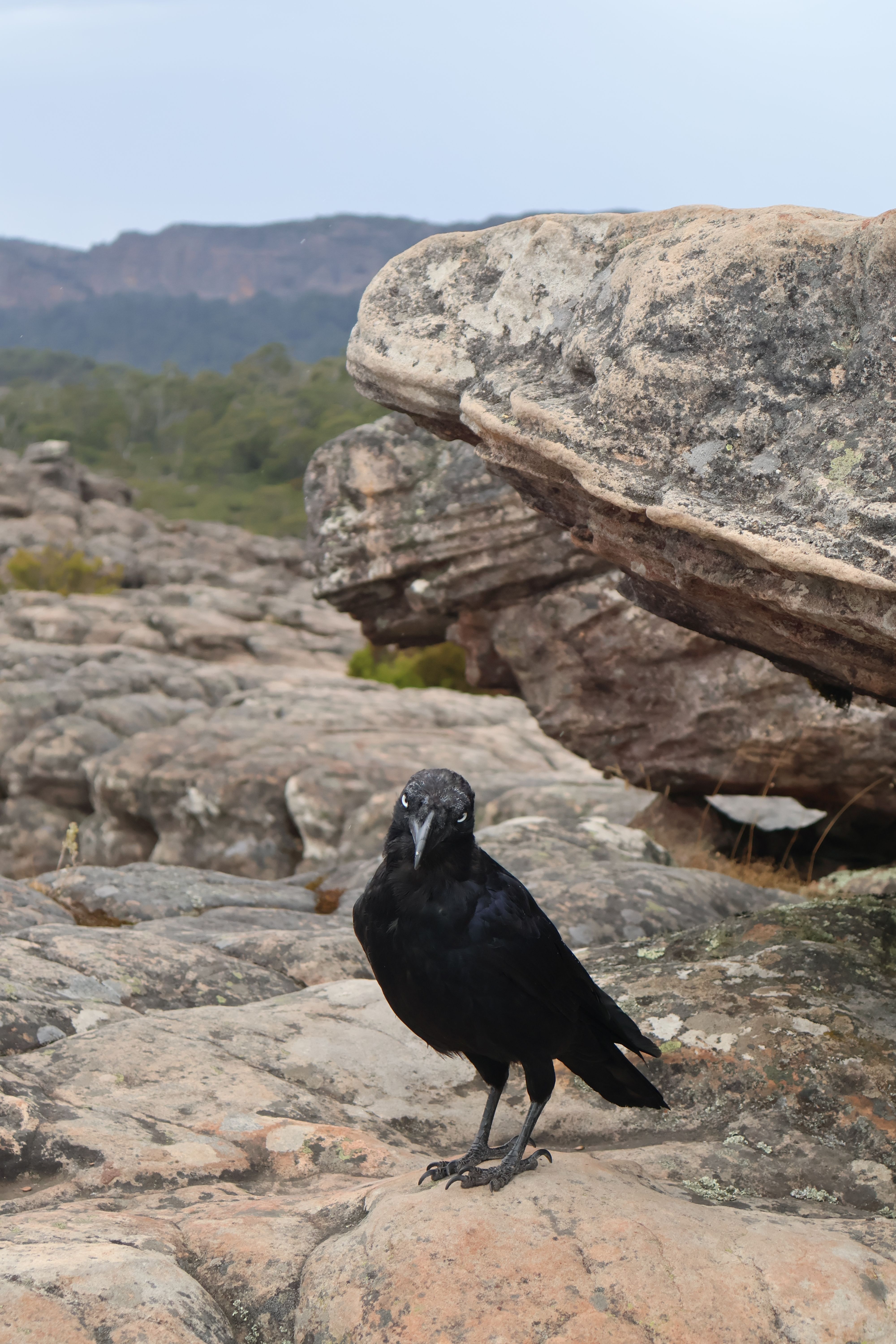 Kostenloses Foto zum Thema: abenteuer, australien, australischer rabe ...