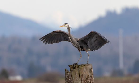 Airone azzurro maggiore appollaiato su un ceppo con le ali ben spiegate in un ambiente naturale.