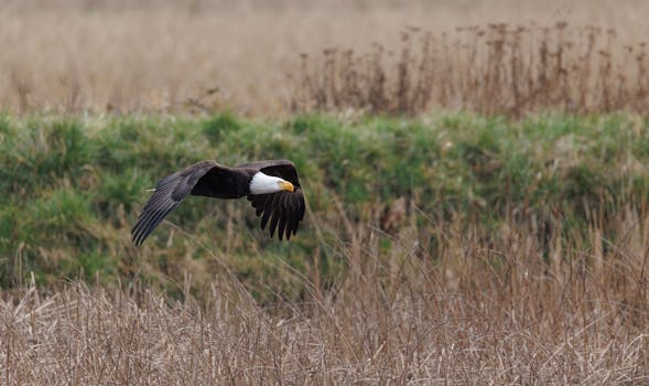 Bald eagle glides gracefully over a grassy field, showcasing its powerful wings.