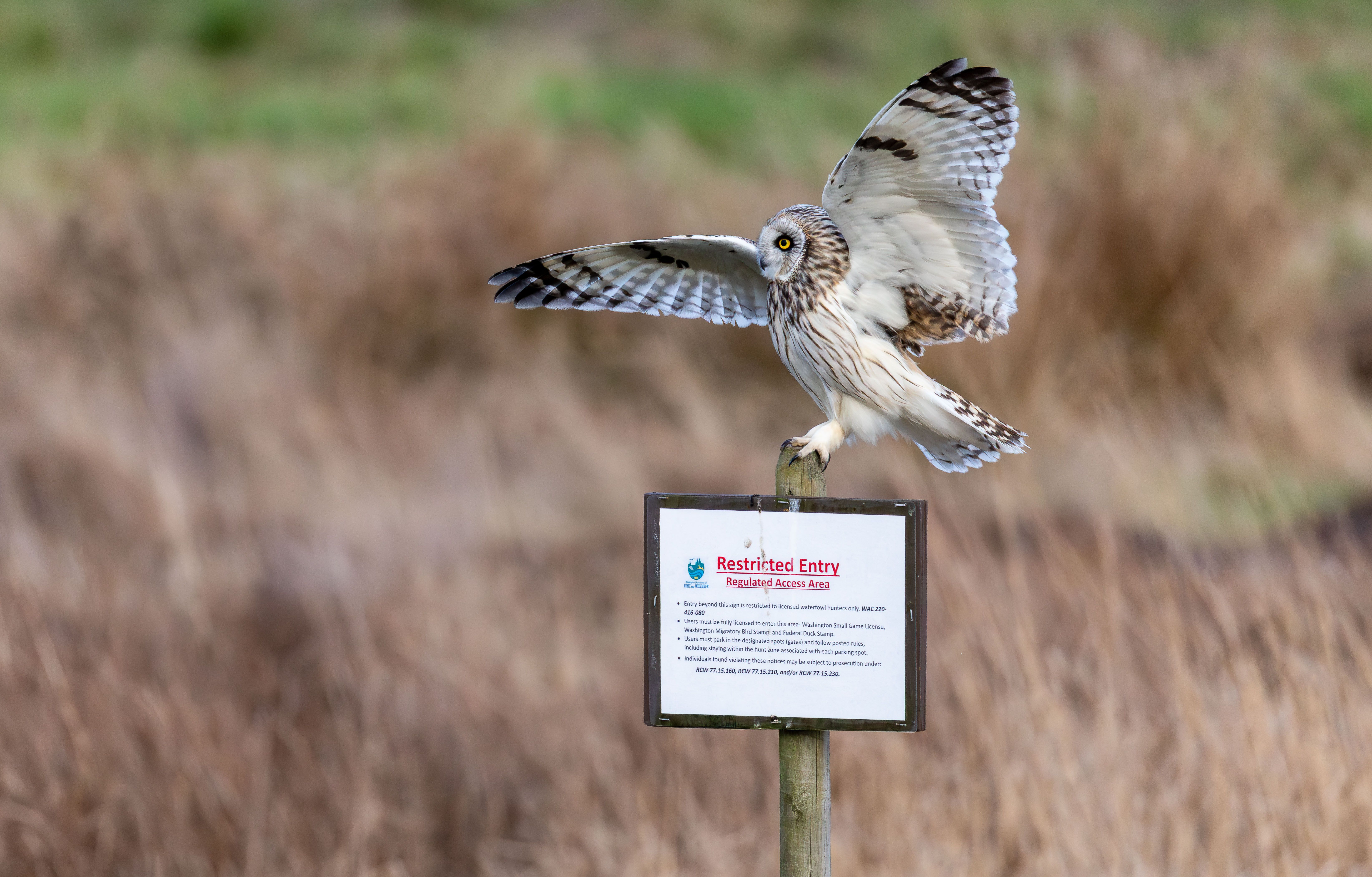 Britain's protected birds of prey still being shot, trapped and poisoned, says RSPB