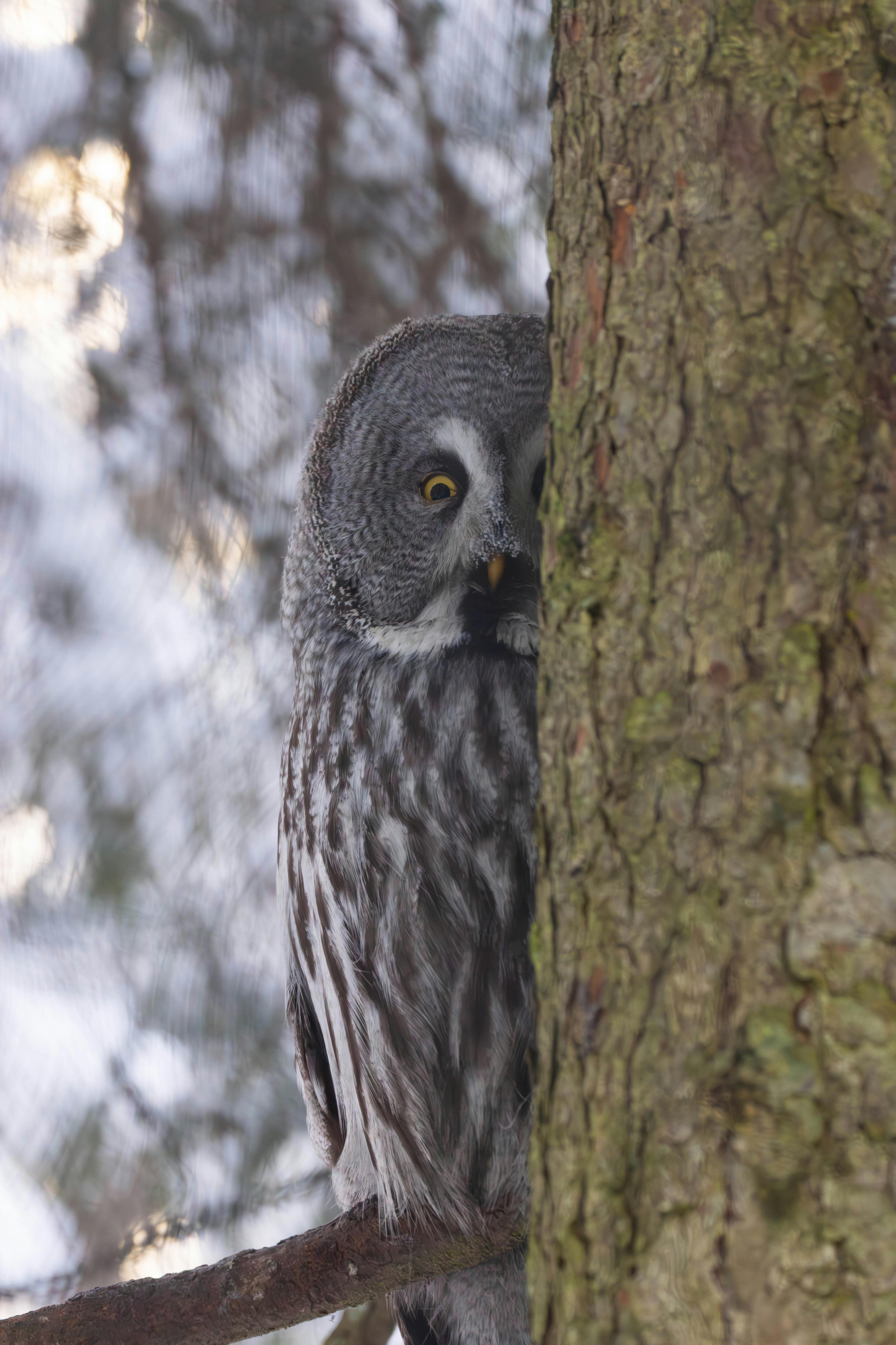 A great grey owl peeks from behind a tree trunk, blending with the winter forest.