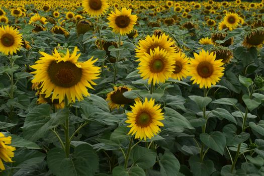 A vast field of sunflowers with vibrant yellow petals in full bloom under natural daylight.
