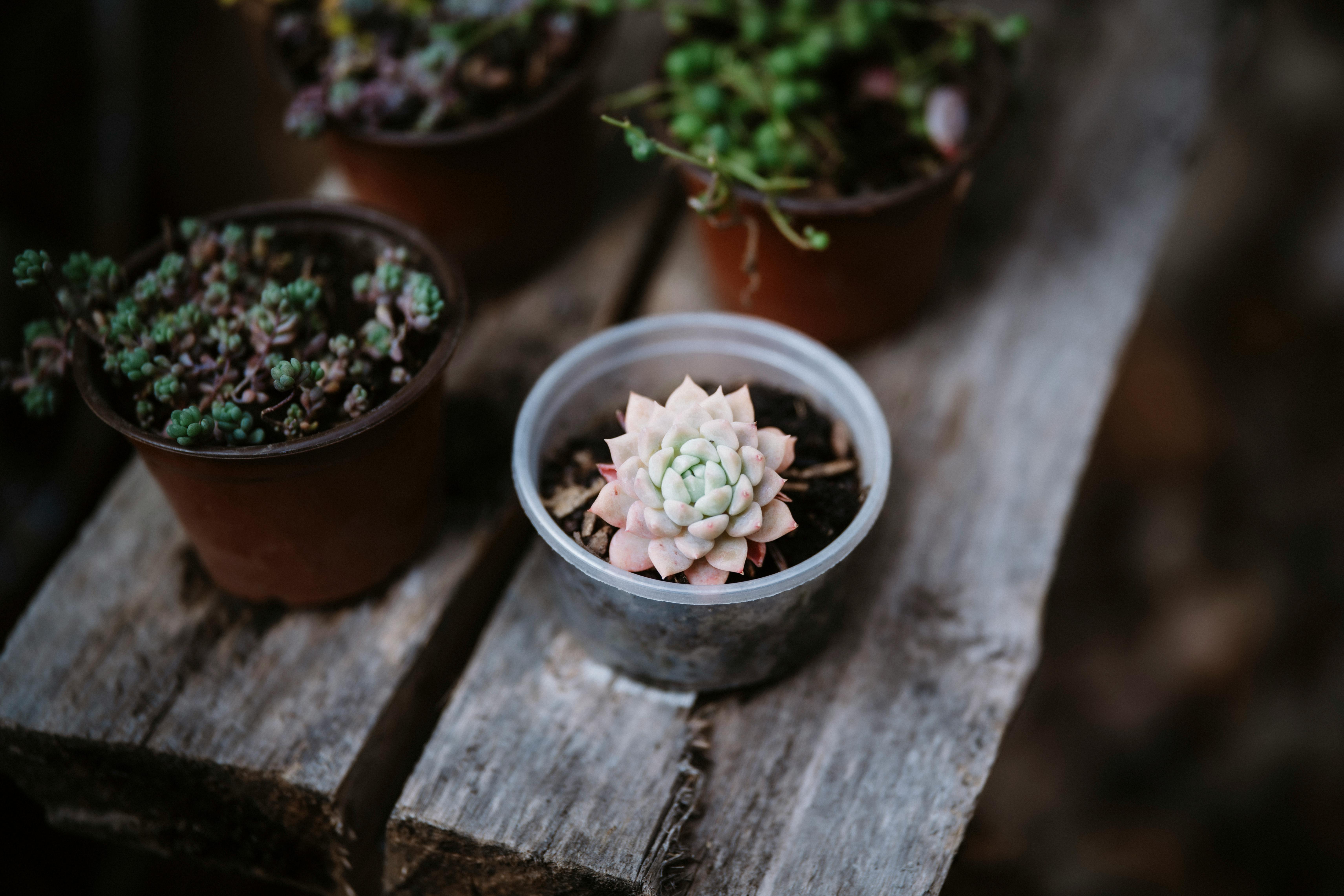 Gratis Primo piano di varie piante grasse in piccoli vasi su una superficie di legno rustica. Foto a disposizione
