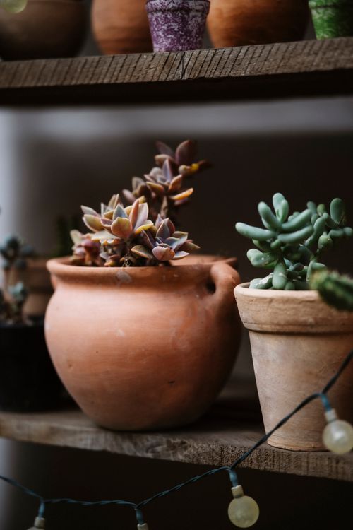 Free Close-up of various succulents in rustic pots on wooden shelves, perfect for indoor plant decor. Stock Photo