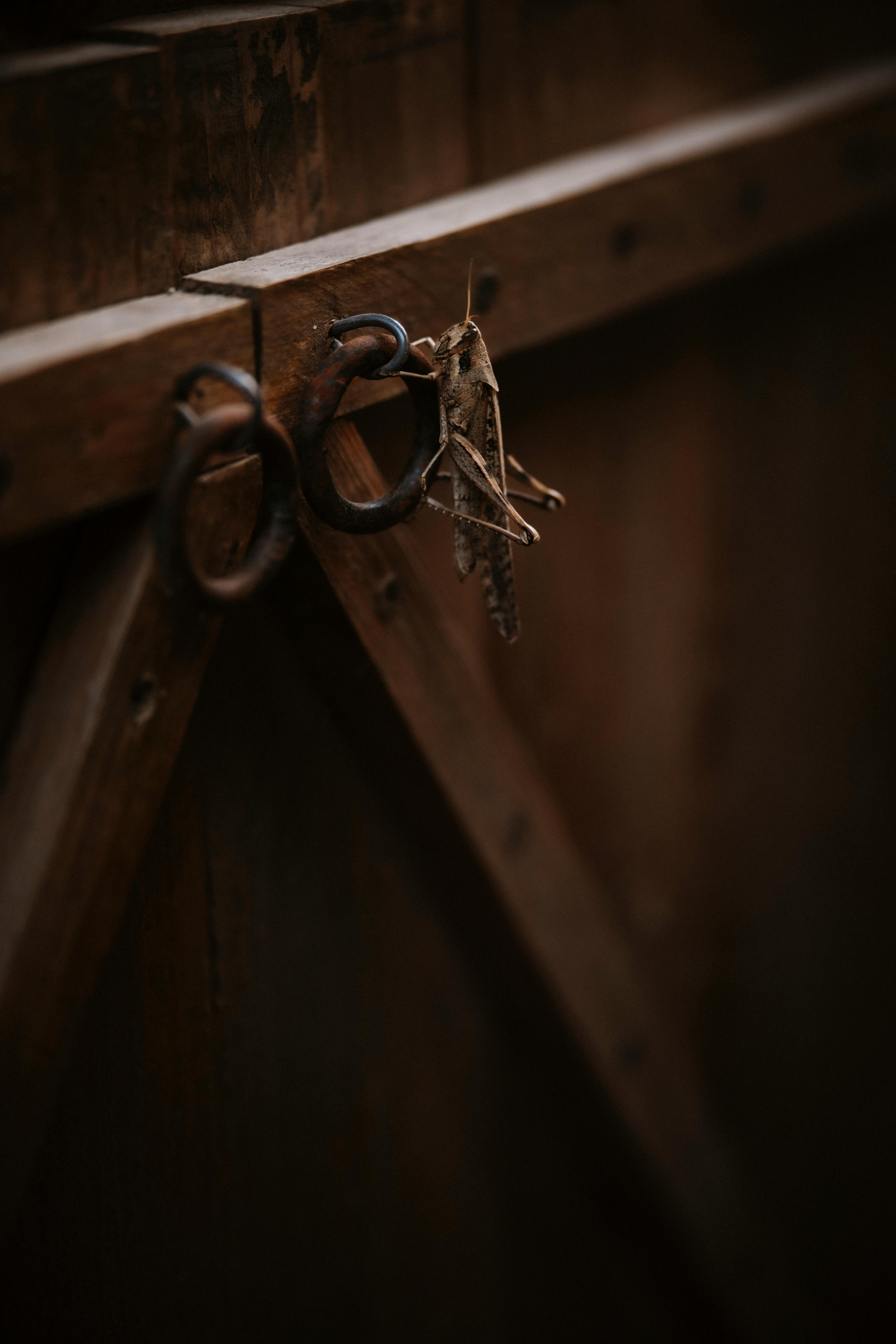 무료 오래된 나무 대문에 앉아 있는 메뚜기의 클로즈업 사진으로, 자연스러운 질감을 보여줍니다. 스톡 사진