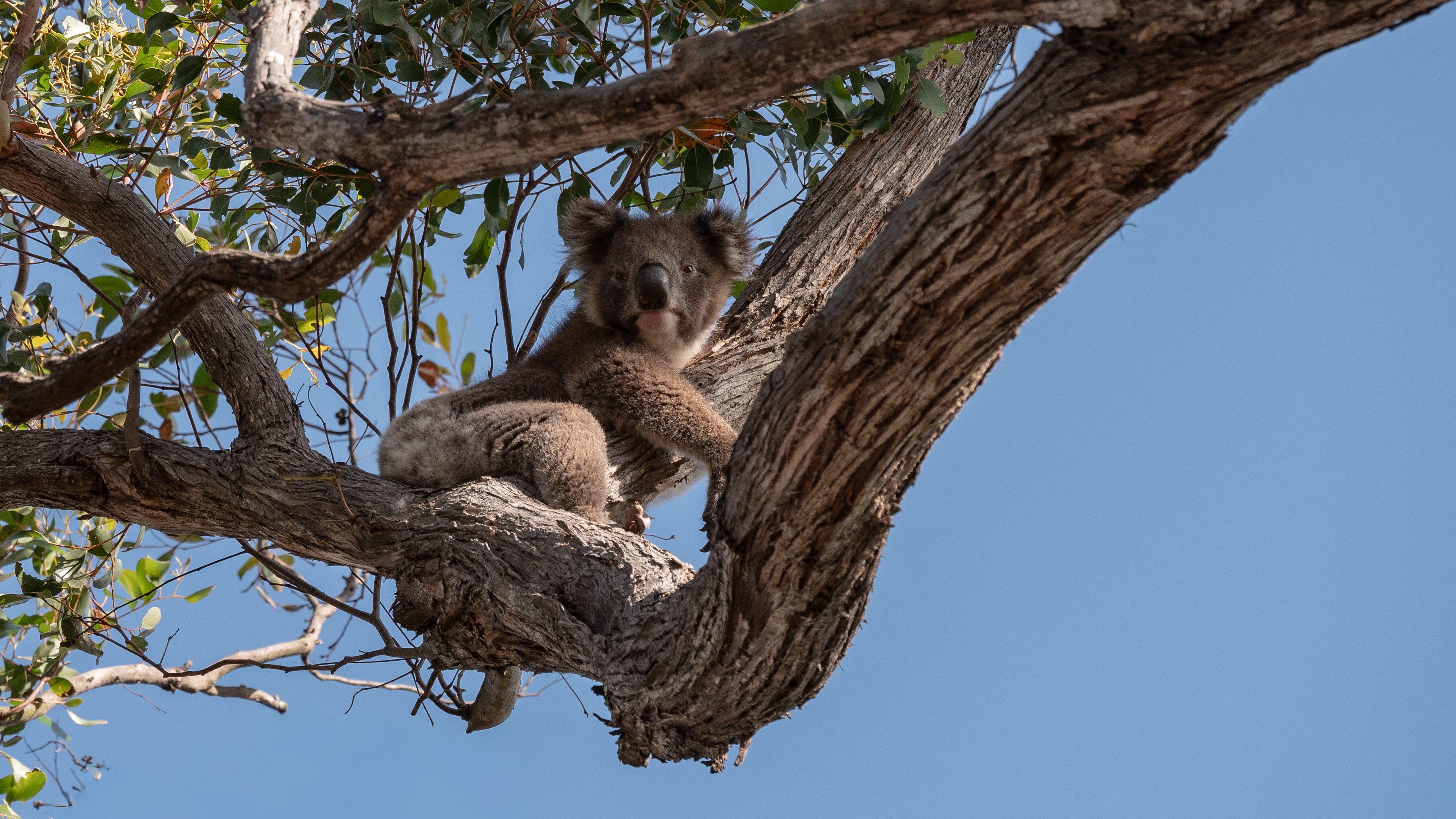 Koala in Tree in South Australian Outback · Free Stock Photo