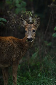 Close-up of roe deer in verdant forest setting in Lunde, Norway.