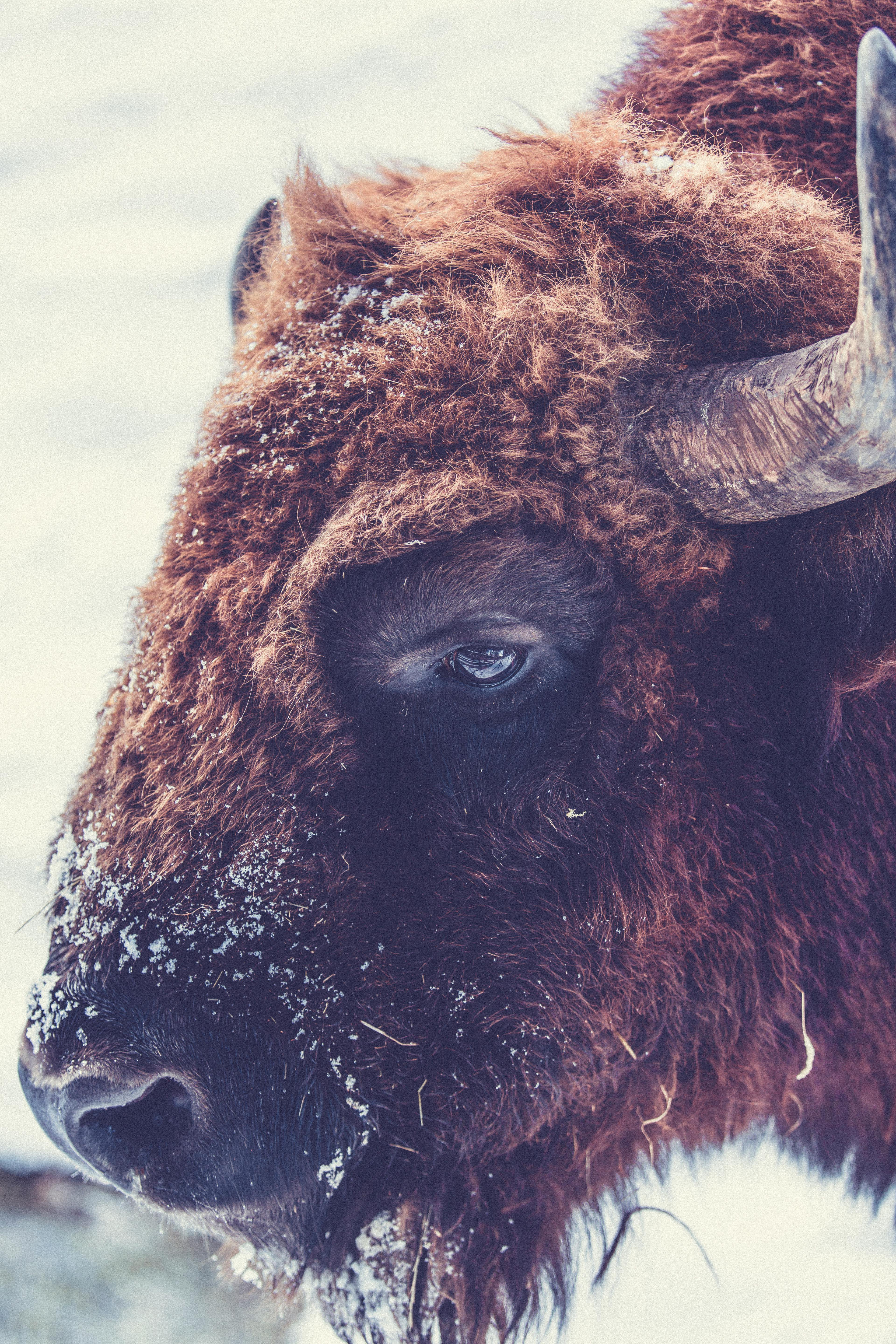 Animal American Bison 4K HD Wallpapers | HD Wallpapers | ID #32964