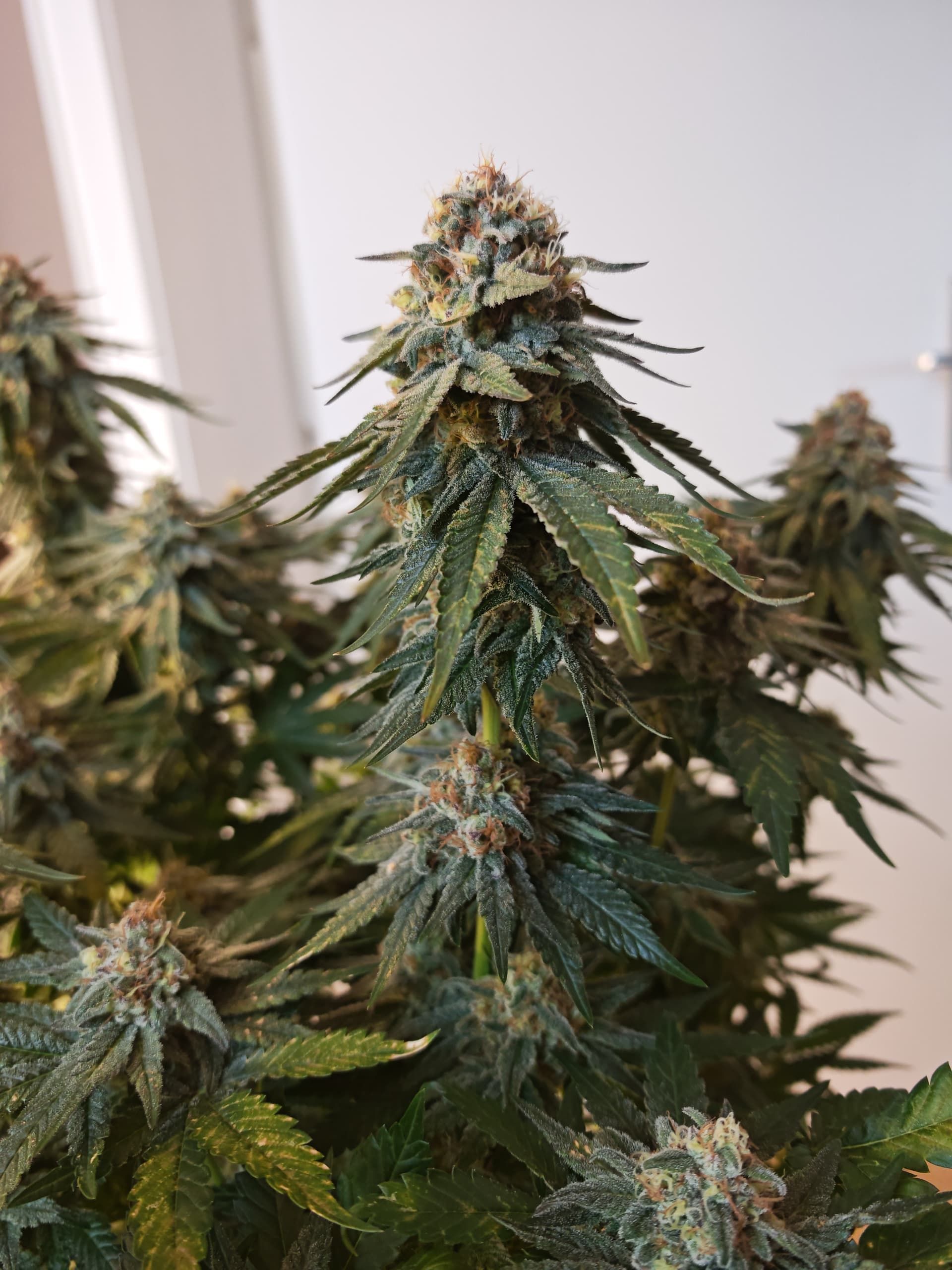 Detailed view of a flowering cannabis plant showing buds and leaves in an indoor setting.