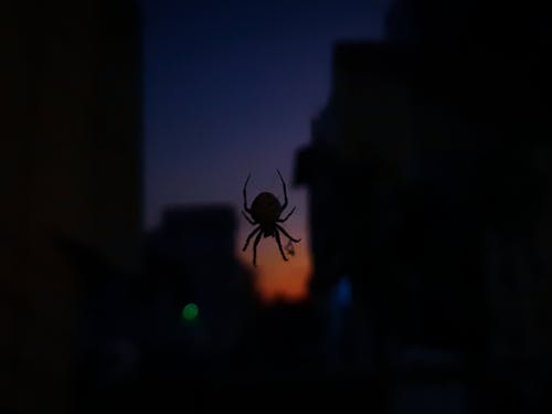 Free stock photo of spider, sunset color