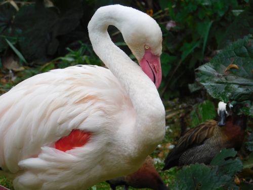 Free A beautiful Greater Flamingo in an outdoor setting at a Bavarian wildlife park, showcasing its elegance. Stock Photo