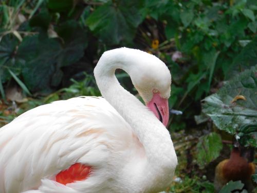 Free A serene flamingo photographed in the lush greenery of Bayreuth, Bavaria. Stock Photo