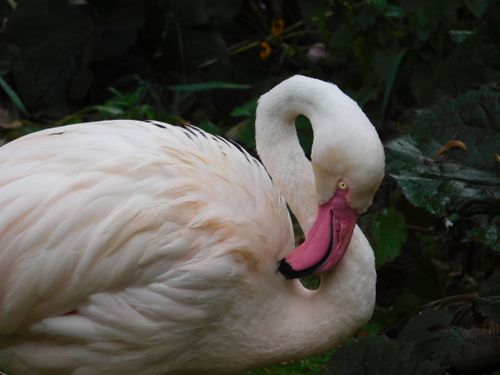Free Elegant flamingo captured in Bayreuth, Bavaria showcasing vibrant plumage. Stock Photo