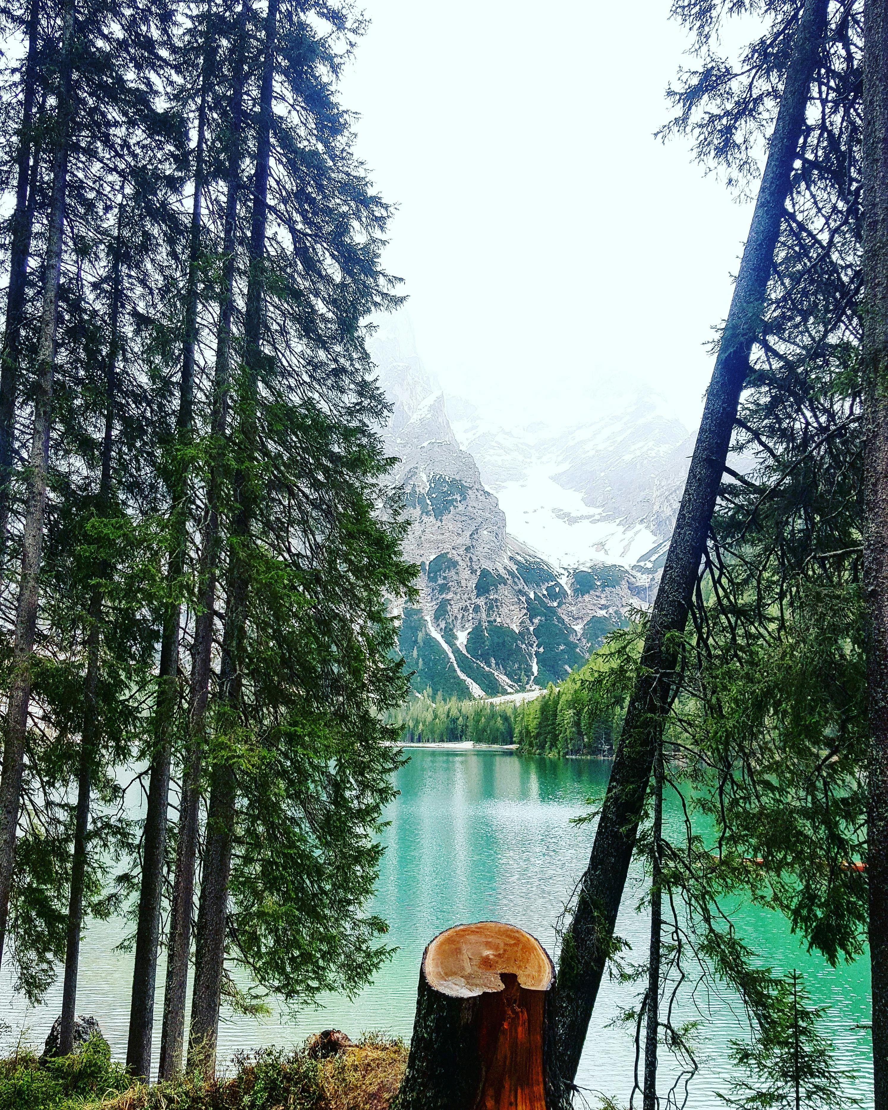 特伦蒂诺-阿尔托阿迪杰的湖泊宁静而壮丽，四周环绕着郁郁葱葱的森林和雄伟的山脉