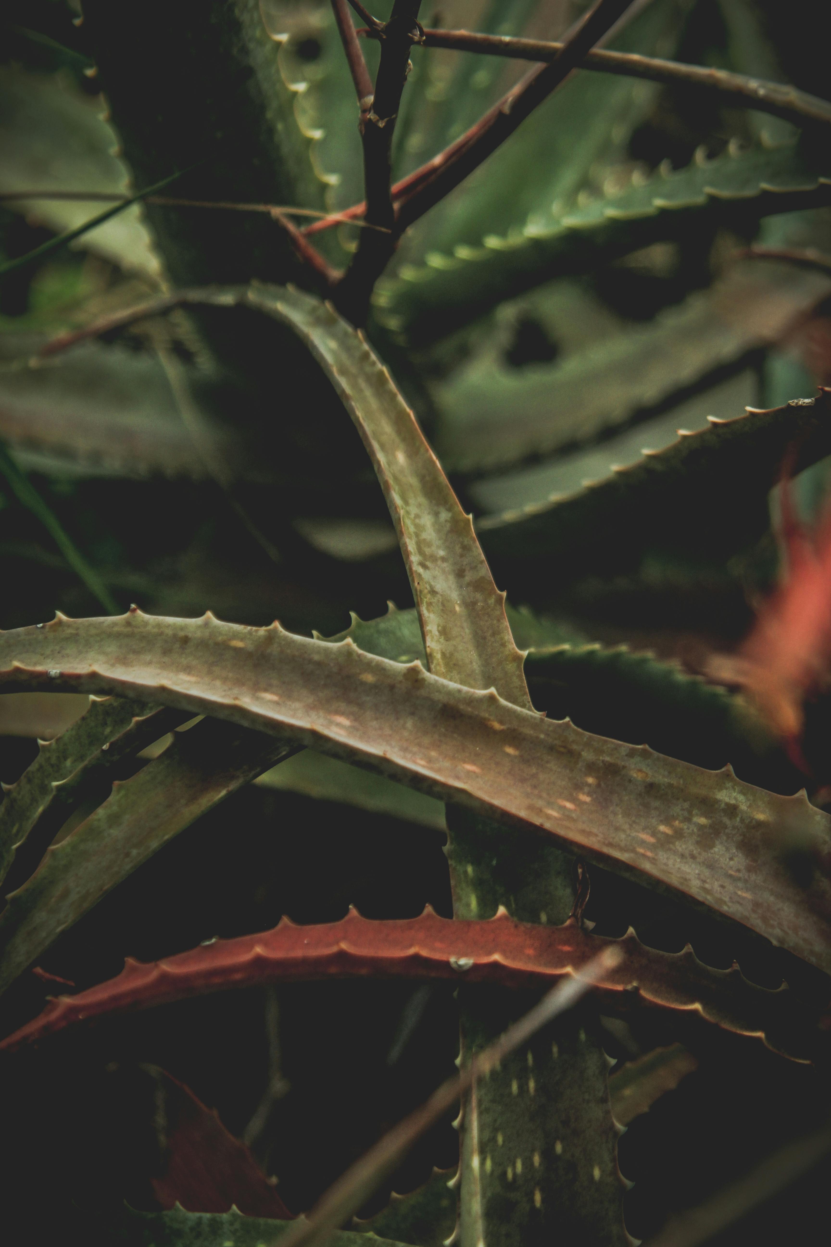 gratis Gedetailleerde foto van stekelige aloë vera-bladeren met een natuurlijke, aardse tint en textuur. Stockfoto