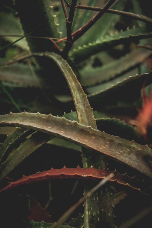 Free Detailed shot of spiky aloe vera leaves with a natural earthy tone and texture. Stock Photo