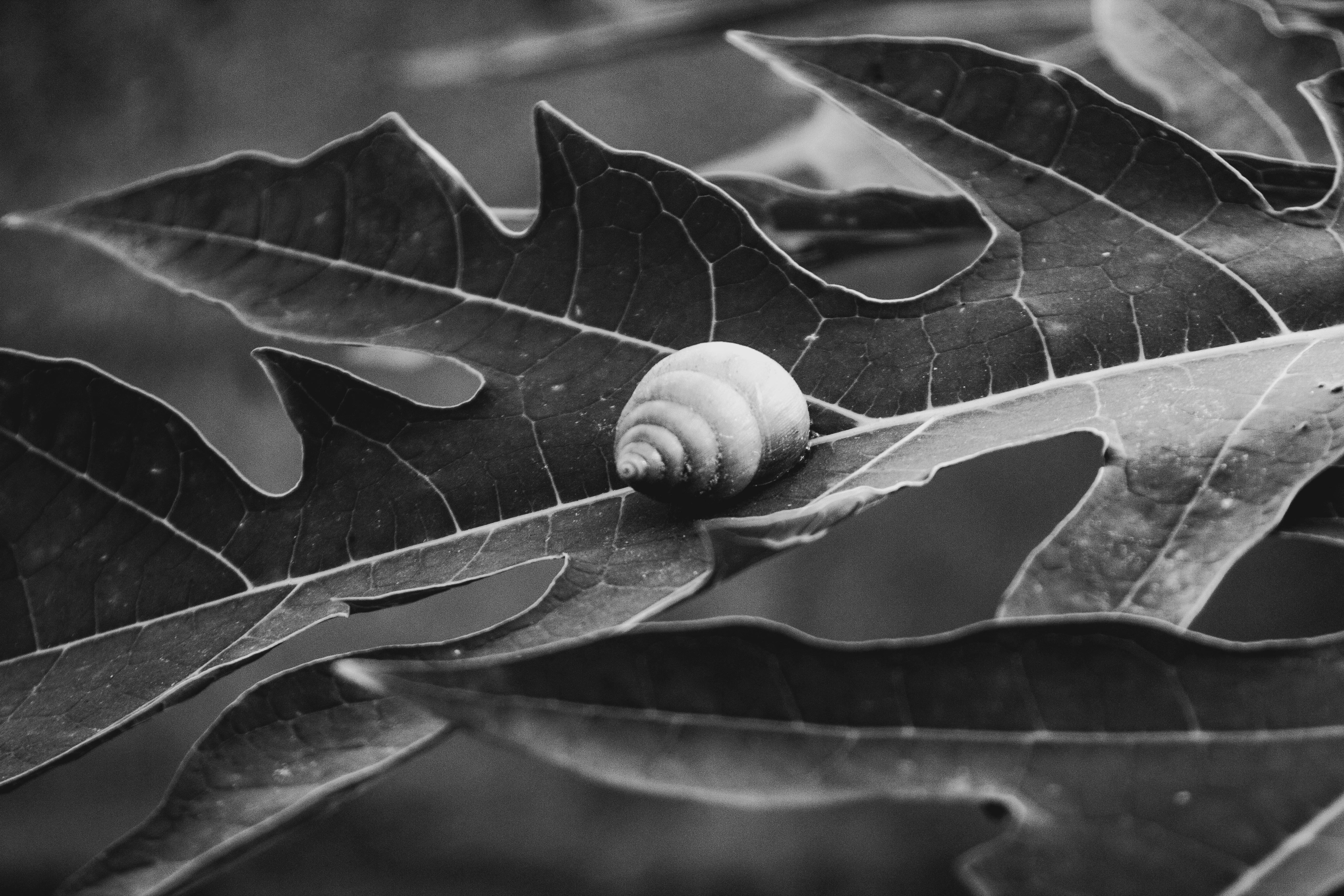 ingyenes Fekete-fehér fotó egy papayalevélen pihenő csigáról, amely a természet textúráit mutatja be. Stockfotó