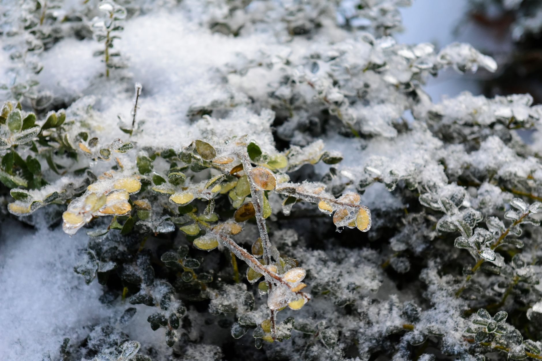 Why Do My 'Hardy' Perennials Die Every Winter? Diagnosing & Solving Fatal Wetness and Freeze-Thaw Heave in In-Ground Beds