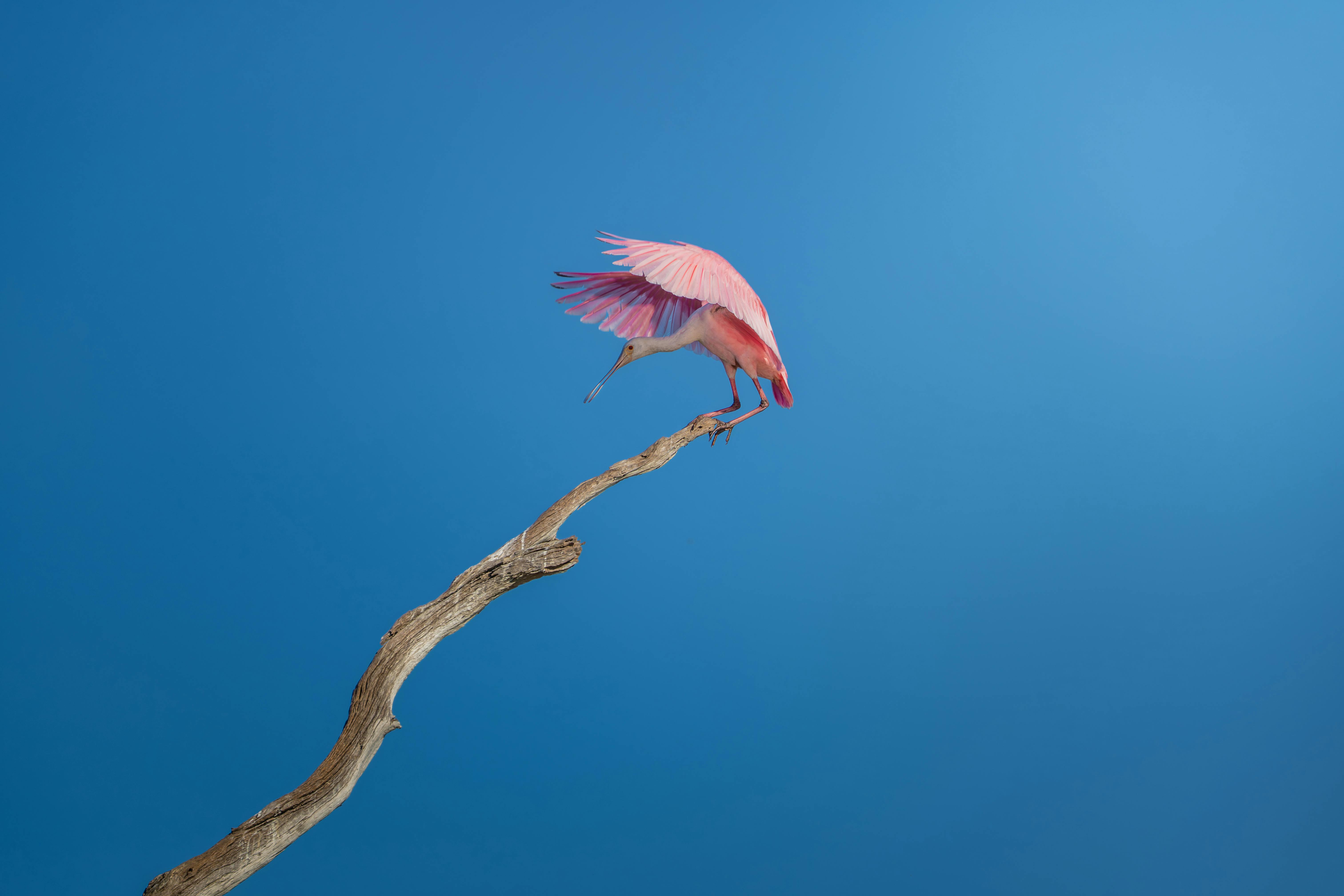 grátis Uma vibrante colhereira-rosada empoleirada num galho contra um céu azul claro. Foto profissional