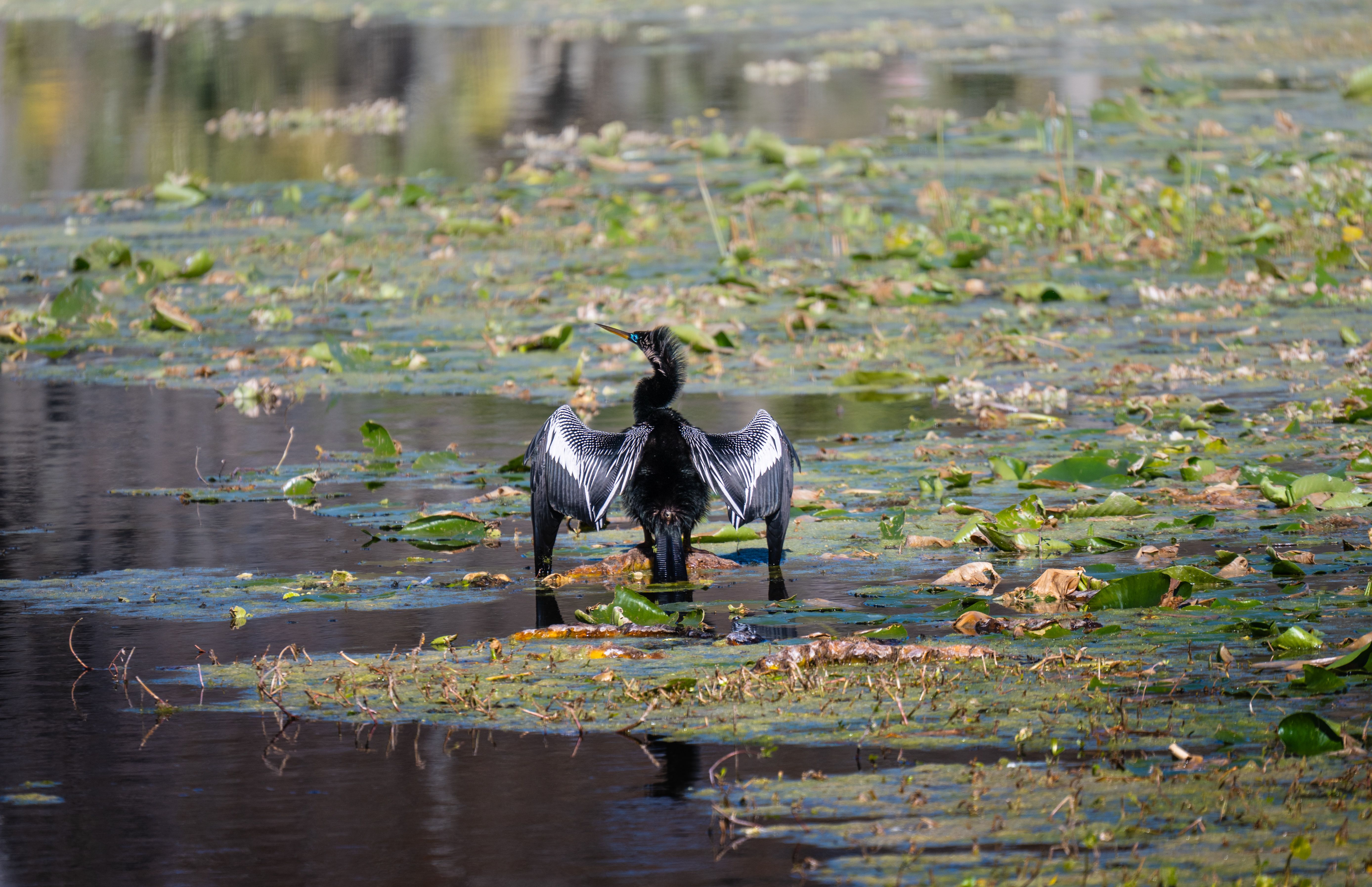 Anhinga Bird Drying Its Wings in Wetland · Free Stock Photo