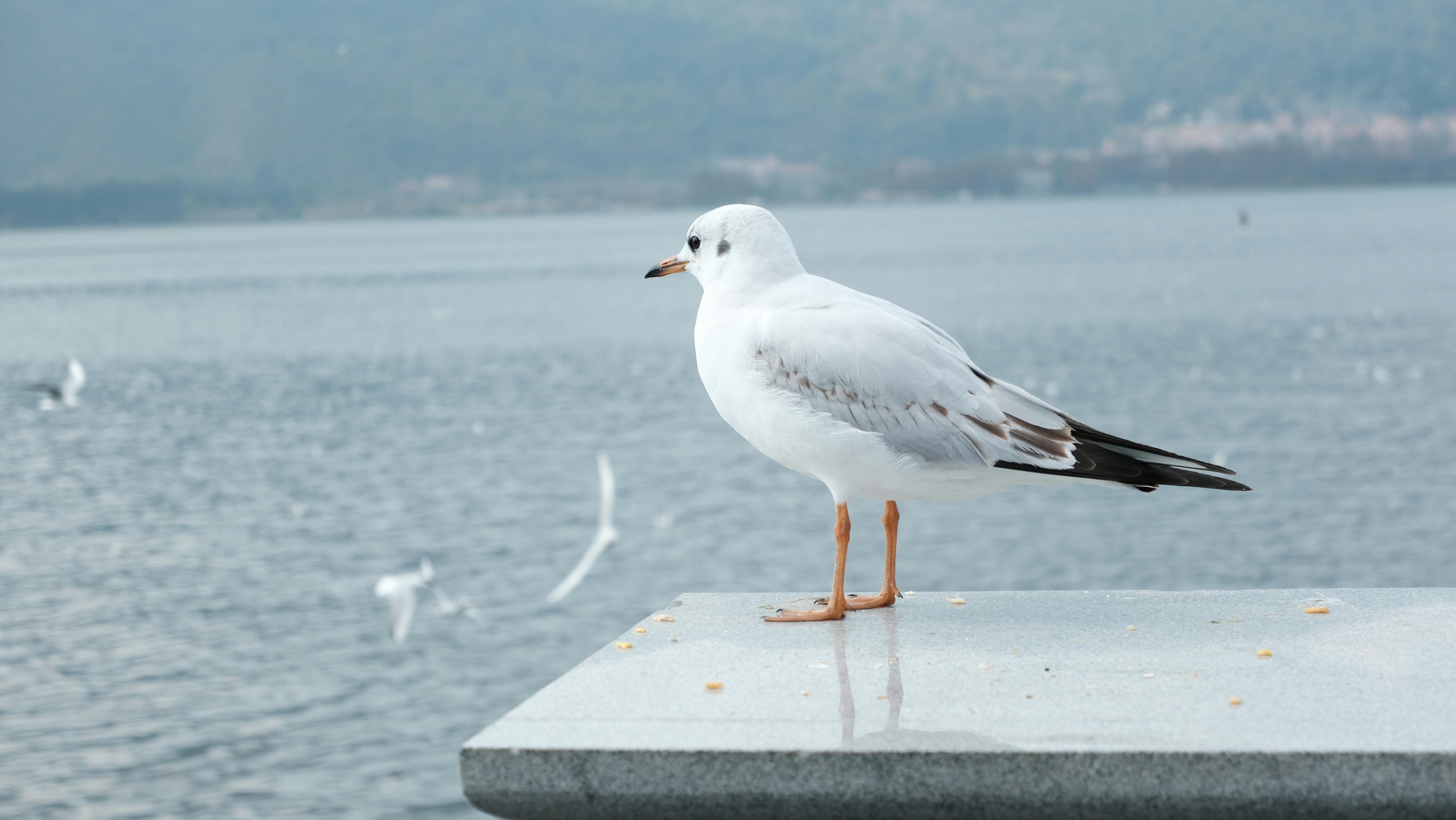 Gratis Un gabbiano tranquillo si trova in riva alle acque tranquille di Kunming, in Cina, in un tranquillo ambiente naturale. Foto a disposizione