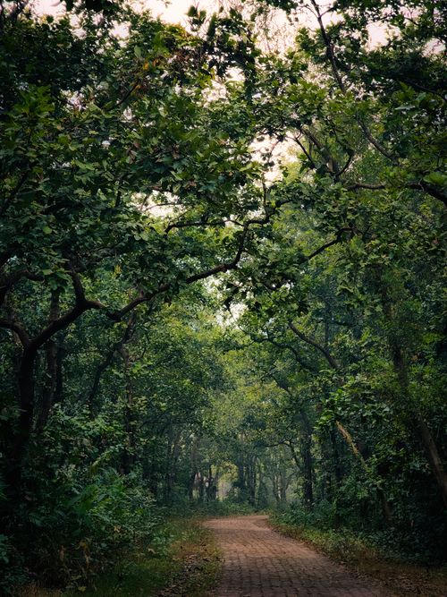 Free A tranquil forest pathway under a canopy of lush green trees, perfect for nature walks. Stock Photo