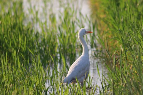 Free A graceful white egret standing amid green grass in a sunny wetland setting. Stock Photo