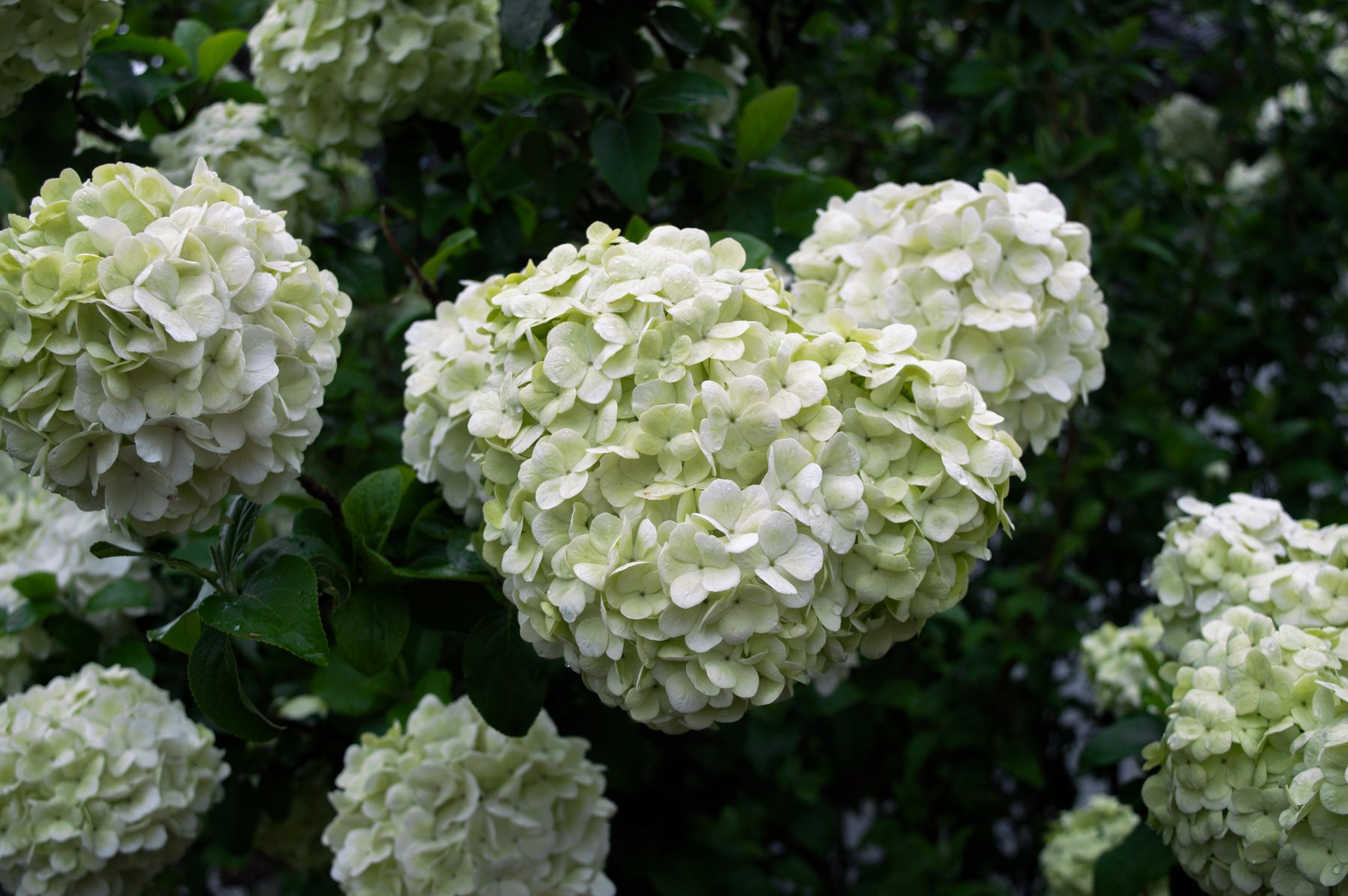 The Three Hydrangea Pruning Groups — hydrangea pruning and care