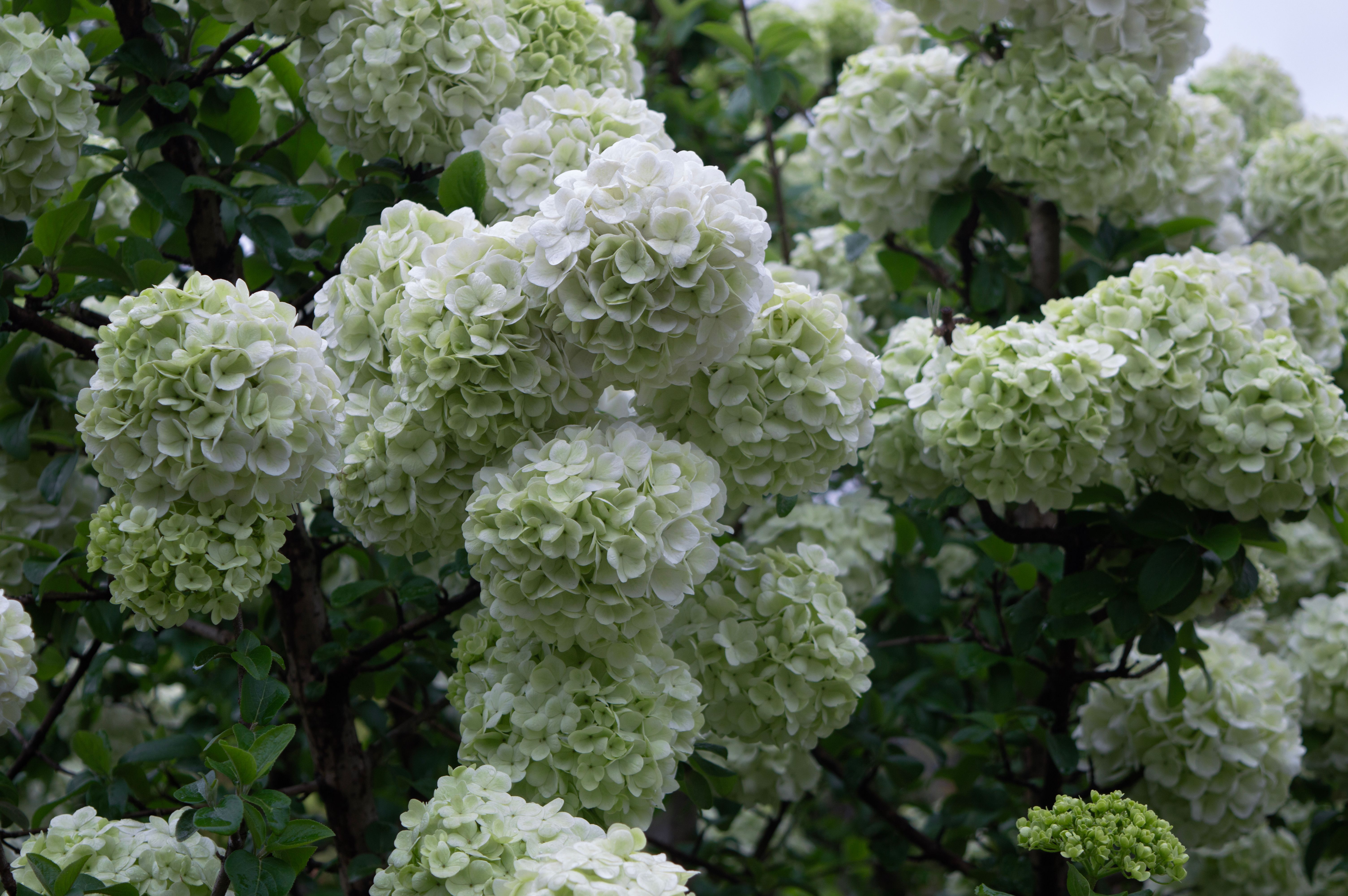 Vibrant White Hydrangea Flowers in Bloom · Free Stock Photo