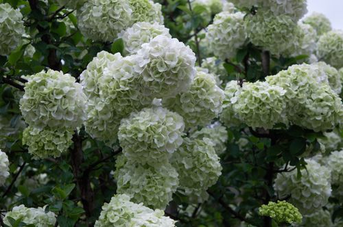 Free Beautiful white hydrangea flowers blooming abundantly in a lush green setting. Stock Photo