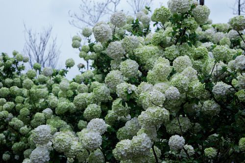 Free Abundant white Snowball Viburnum flowers bloom in a vibrant outdoor setting. Stock Photo