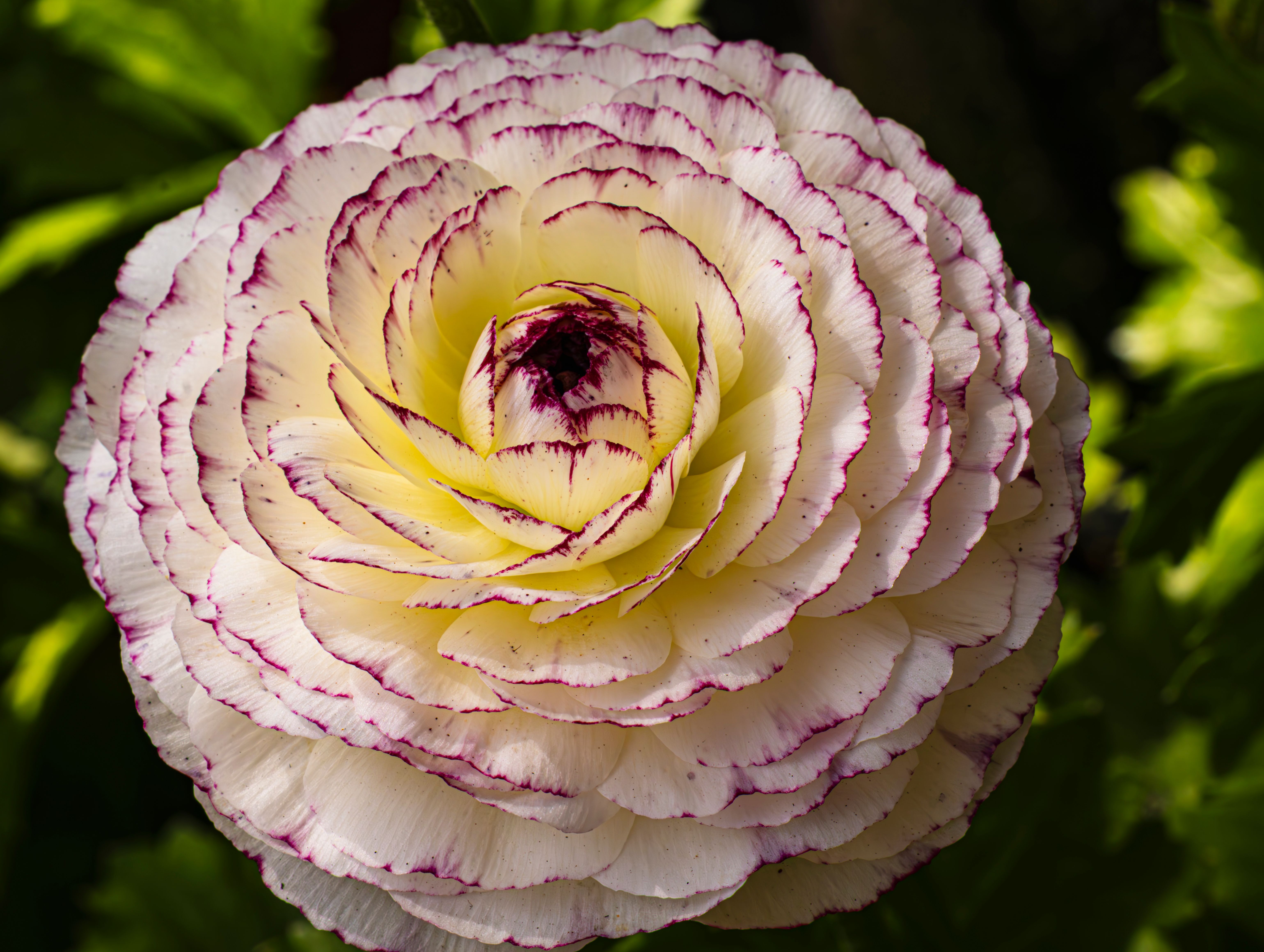 Elegant White and Purple Ranunculus Bloom Close-up · Free Stock Photo