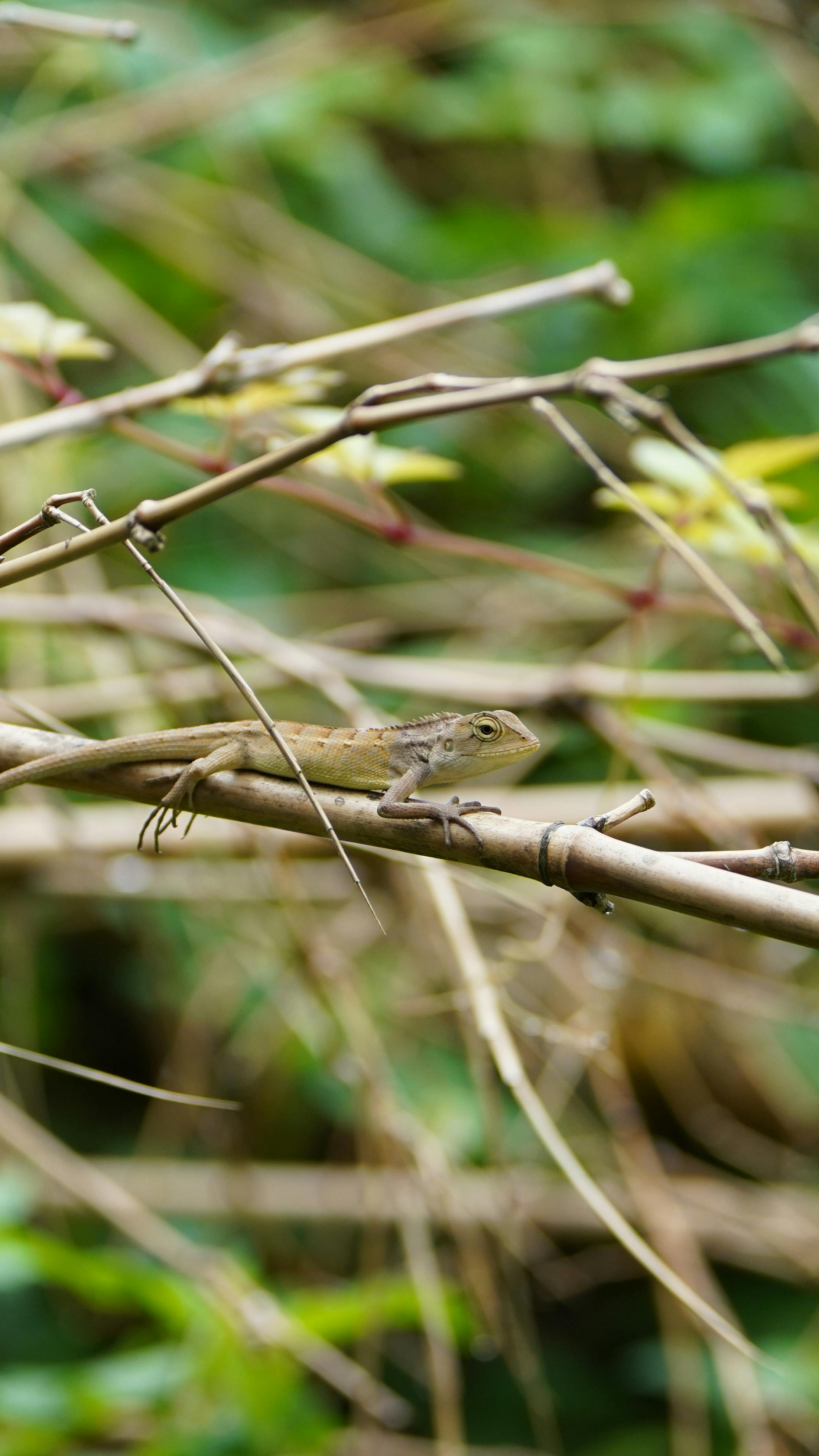 ingyenes Egy kis gyík nyugszik egy lombozattal körülvett ágon Da Nangban, Vietnamban. Stockfotó