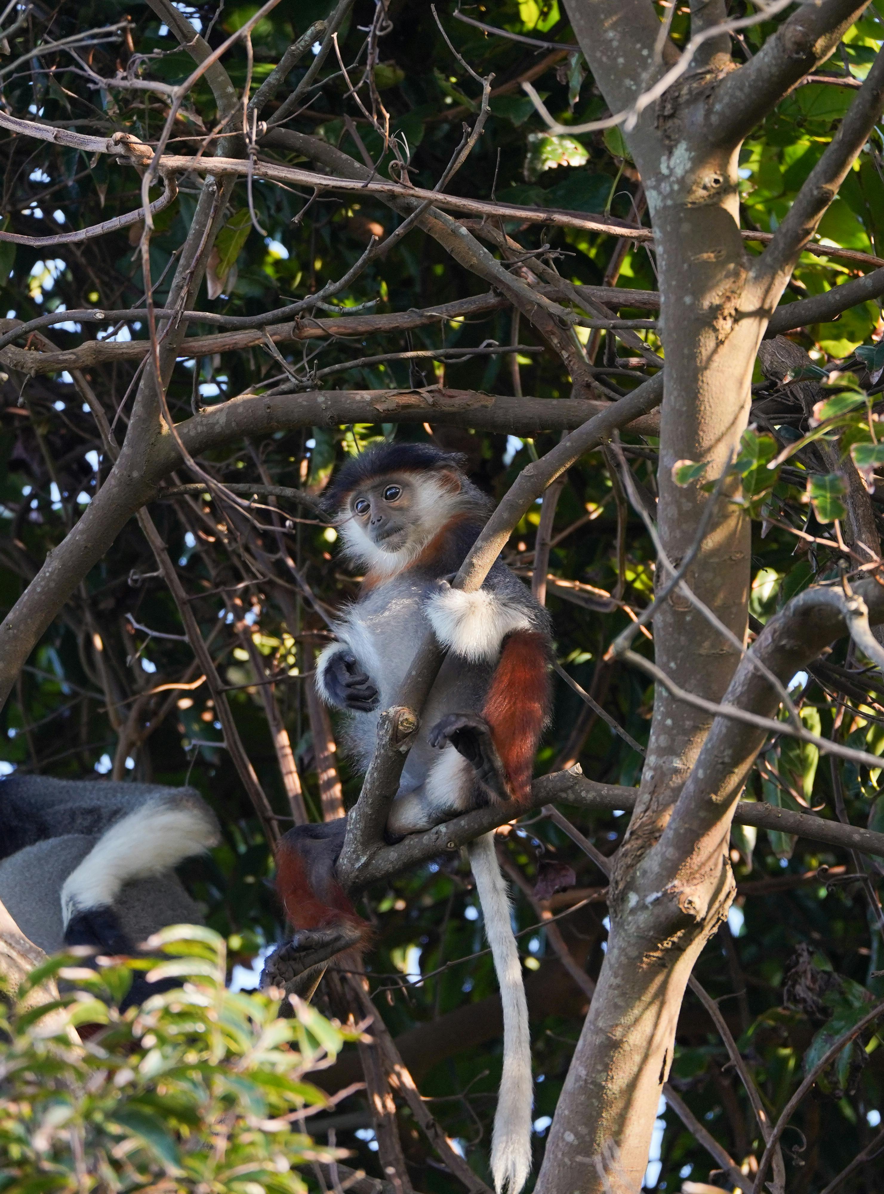 Δωρεάν Το Douc langur με το κοκκινοκάτσικο βρίσκεται στο καταπράσινο δάσος του Da Nang, αποπνέοντας φυσική ομορφιά και γαλήνη. Φωτογραφία από στοκ φωτογραφιών