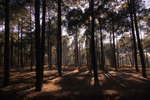 Free Serene view of a sunlit pine forest in Netarhat, capturing the beauty of nature. Stock Photo