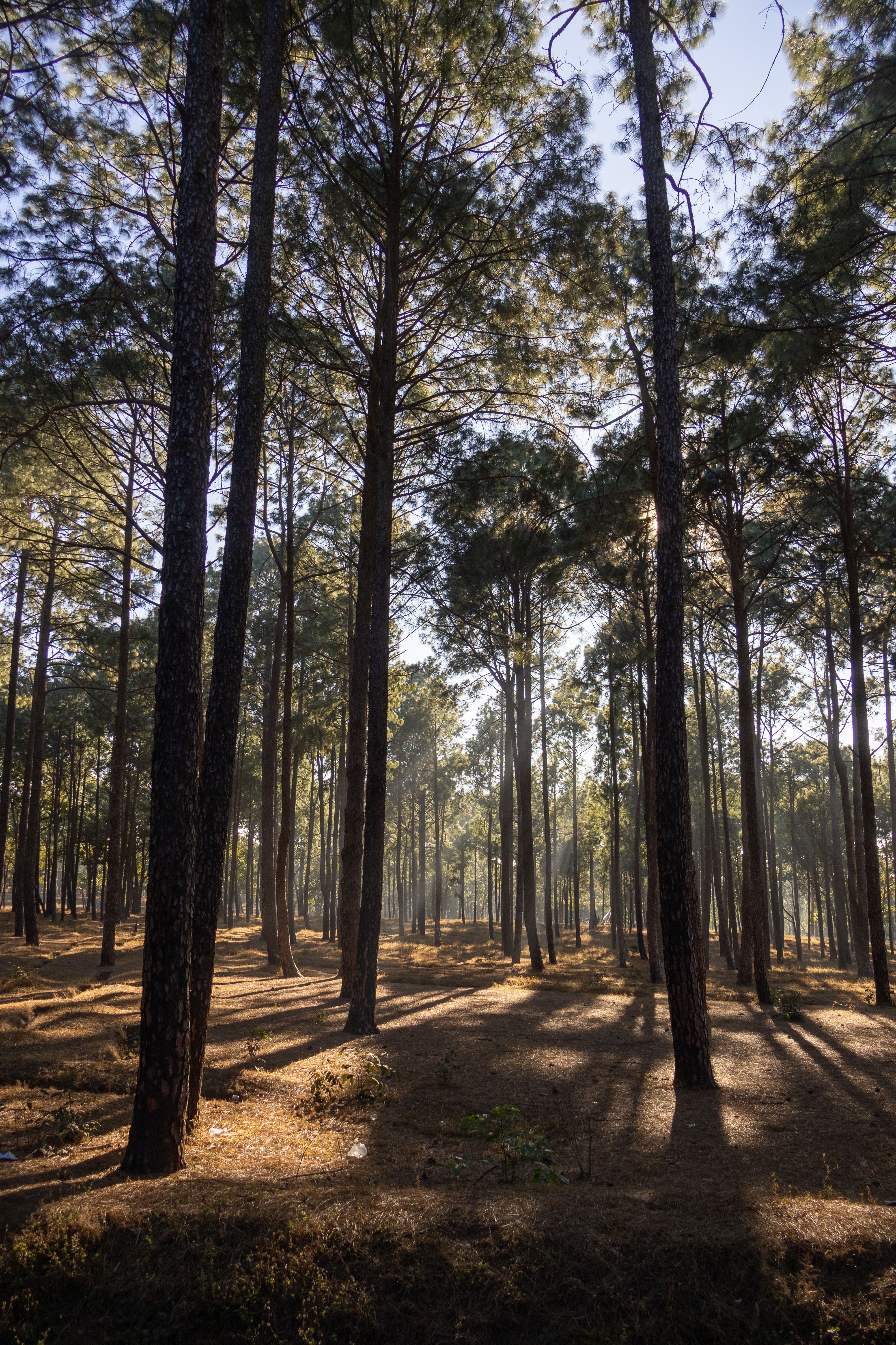 Tranquil morning light filtering through tall pine trees in Netarhat, India.