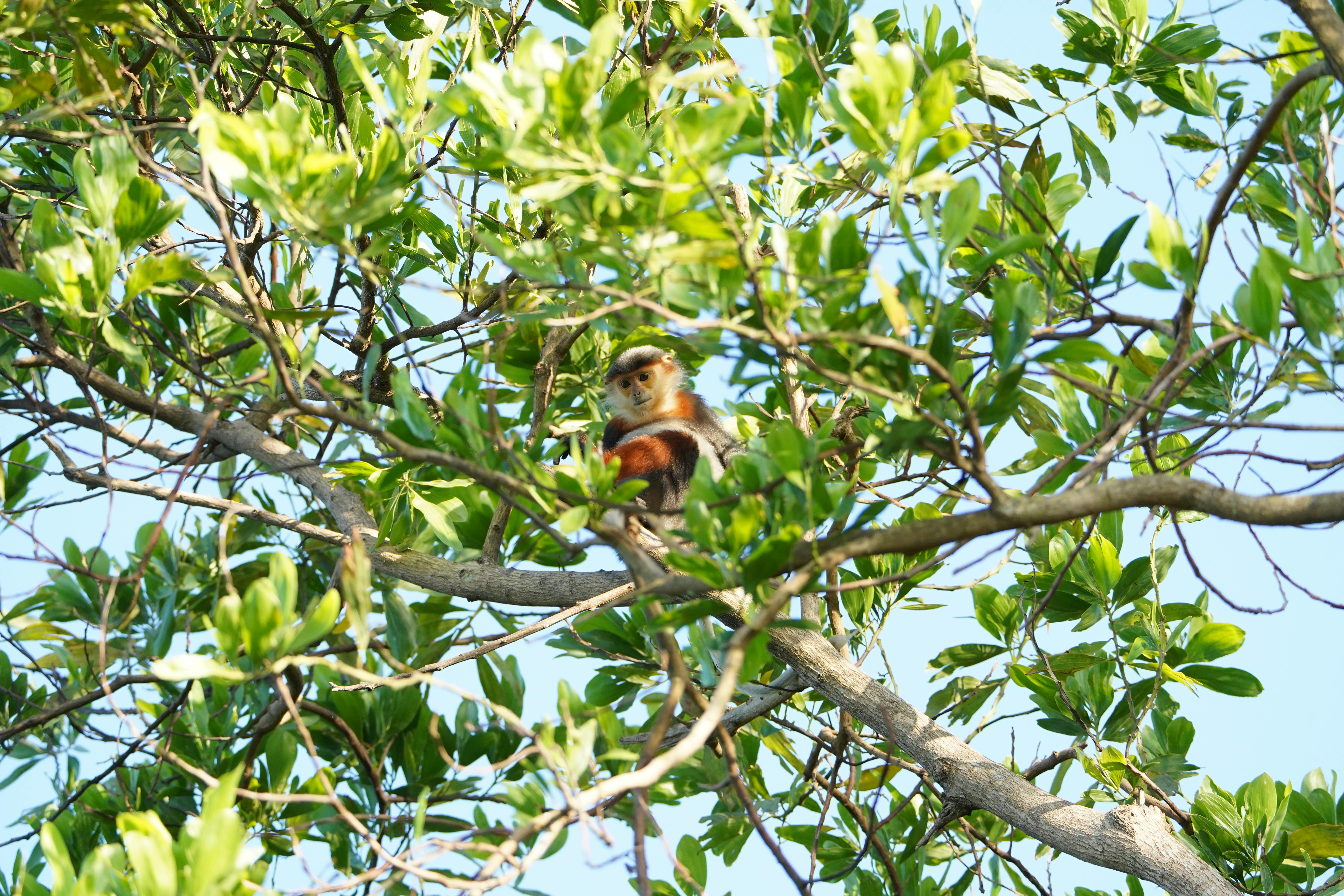 Tripura's Rich Biodiversity Under Threat: Urgent Need for Conservation Efforts