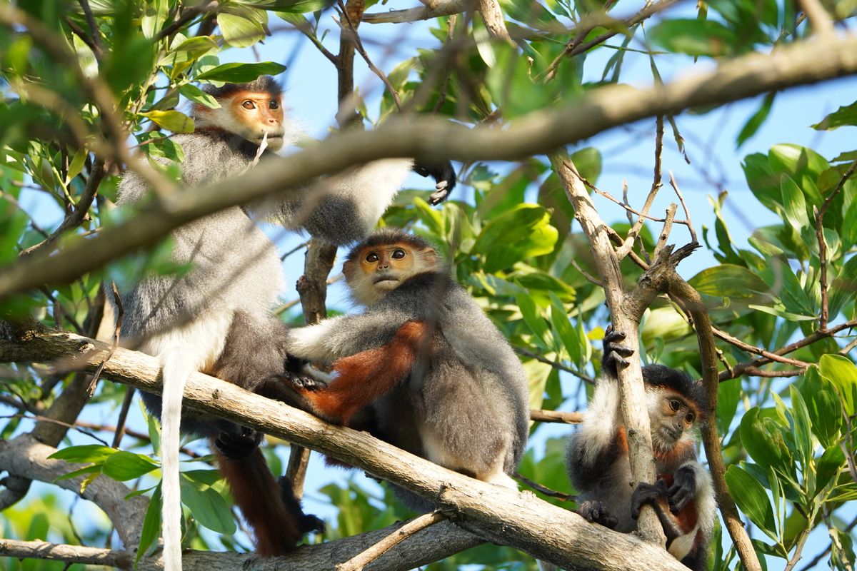 Meet the Red-Shanked Douc: Vietnam's Most Colorful Primate