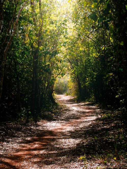 Free A serene, sunlit path through a lush forest in Yucatán, Mexico, captured during the day. Stock Photo