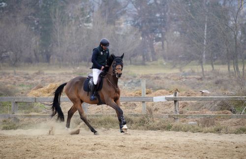 Free A professional equestrian rides a brown horse in an outdoor training area, showcasing skill and control. Stock Photo