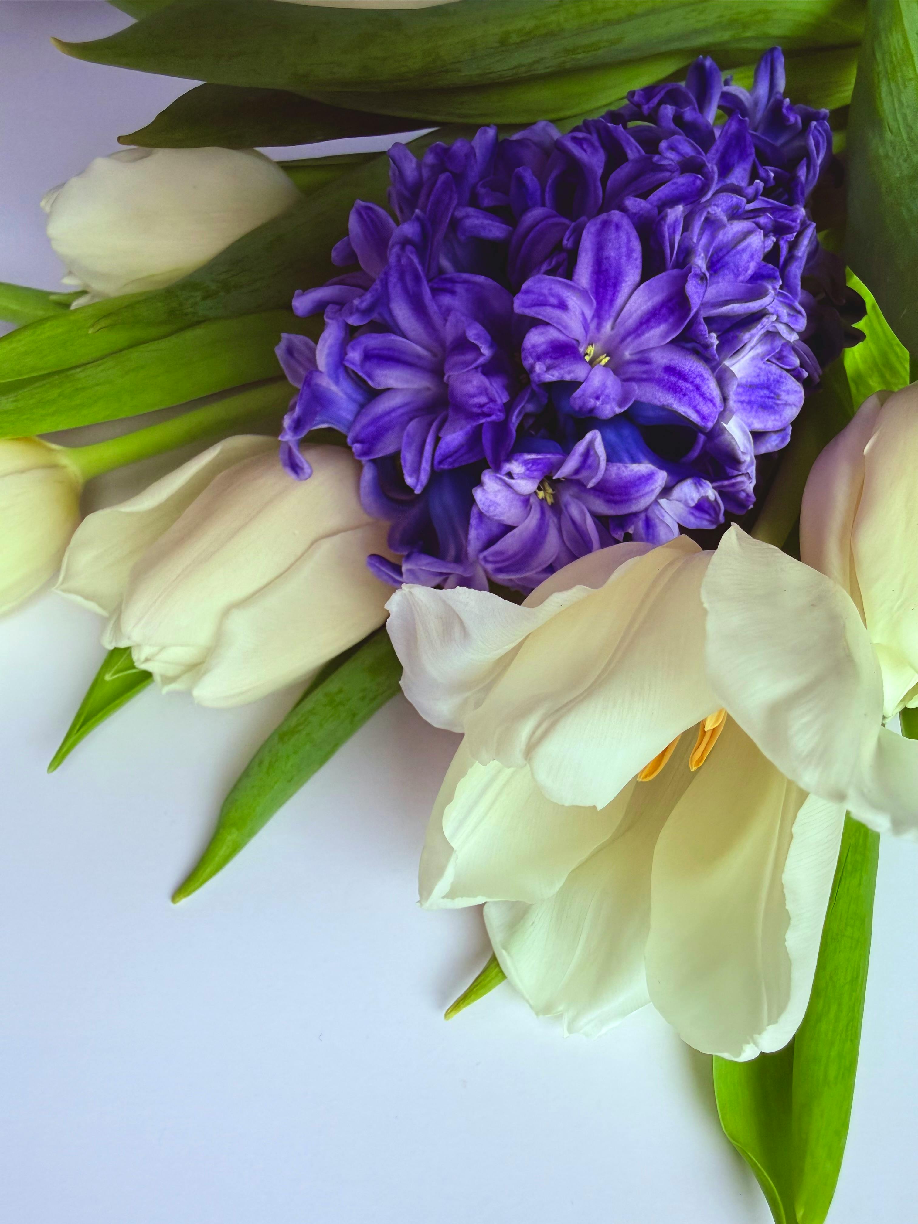 [ColoSach]-close-up-of-a-vibrant-floral-bouquet-featuring-white-tulips-and-purple-hyacinths-arranged-elegantly.
