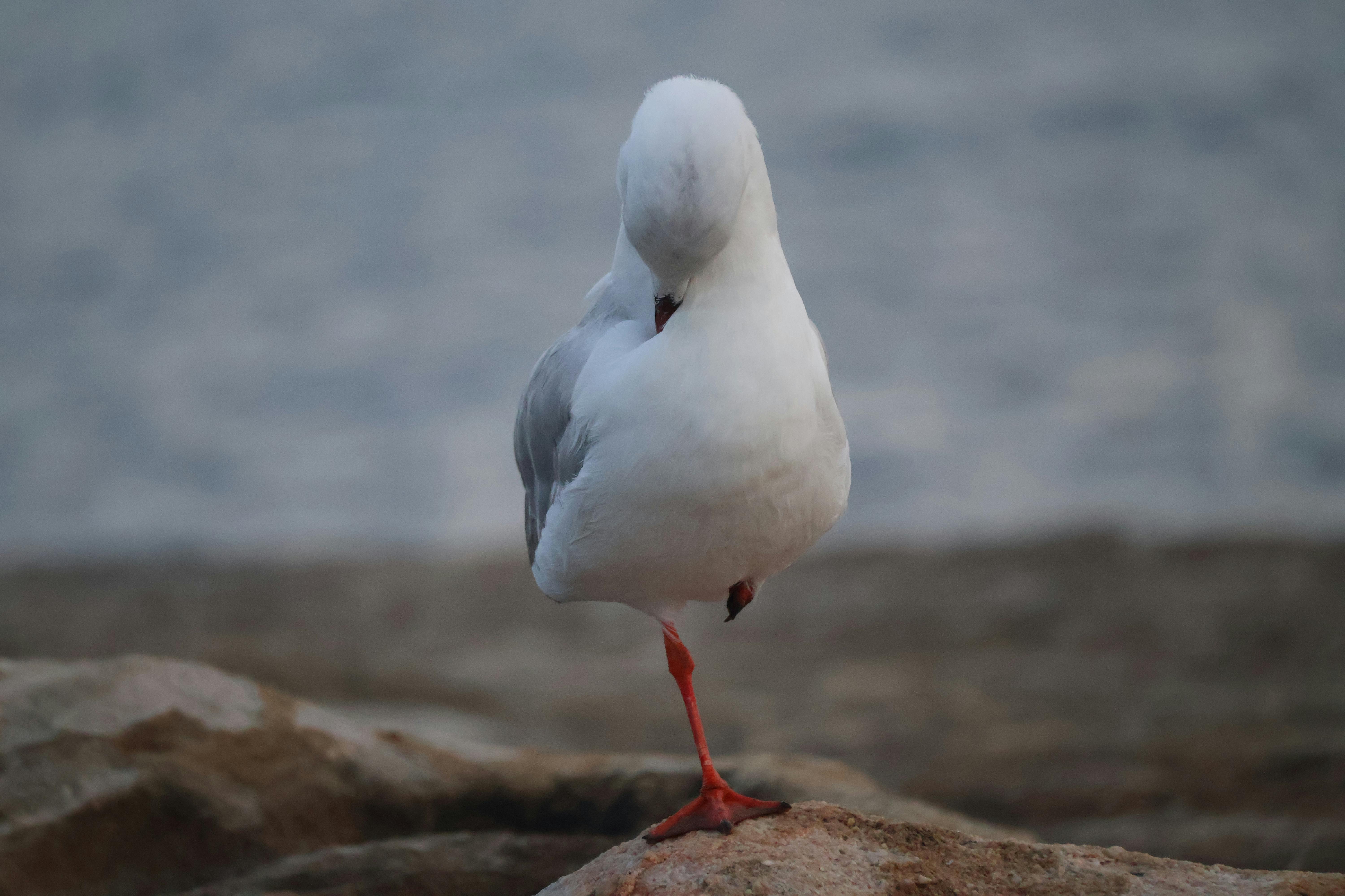 Gratis Elegante gabbiano in equilibrio su una zampa sulle rocce costiere di Coogee Beach, Australia. Foto a disposizione