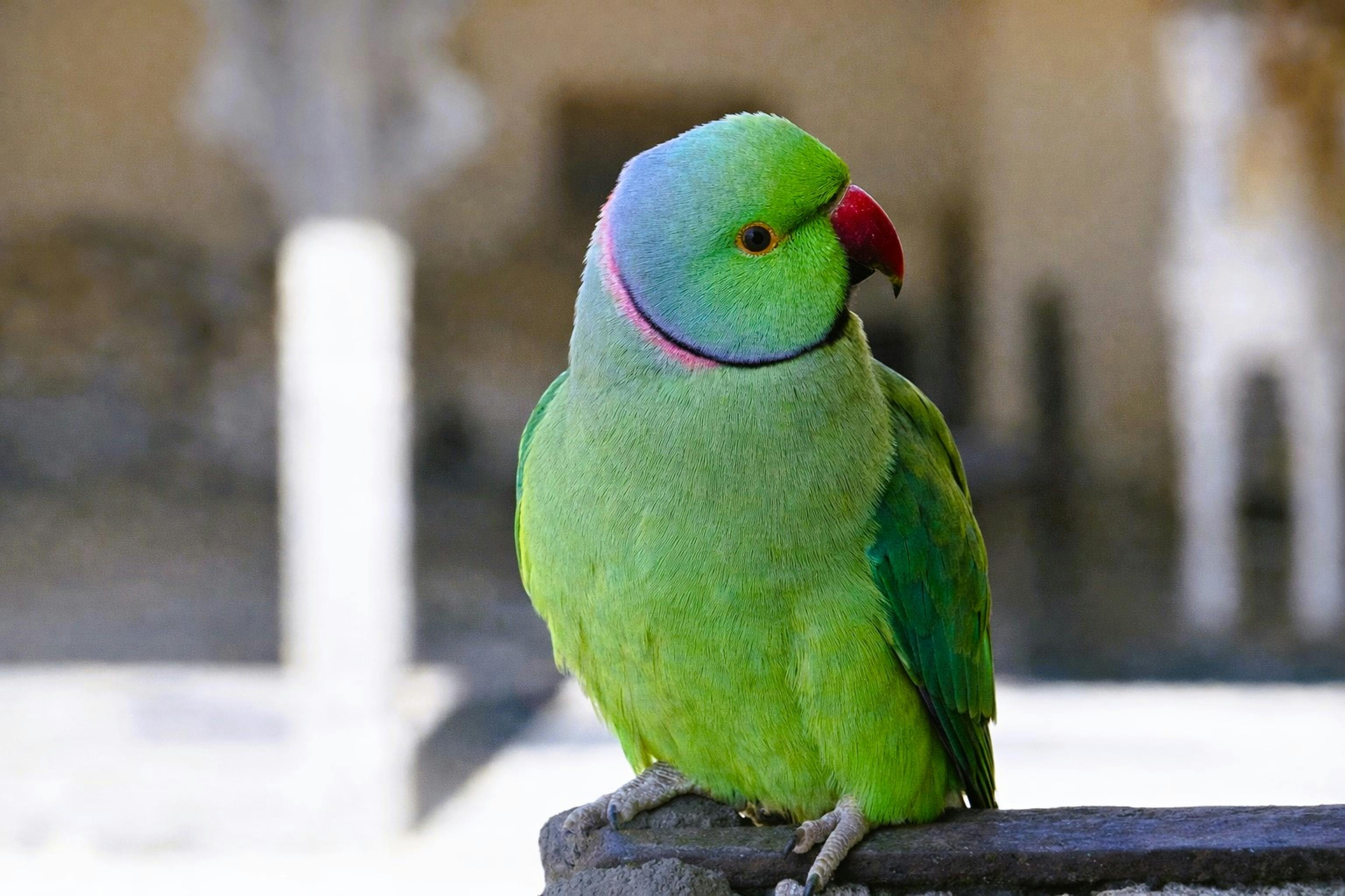 Δωρεάν Κοντινό πλάνο ενός ζωηρού πράσινου παπαγάλου στο Ουνταϊπούρ του Ρατζαστάν, που επιδεικνύει το πολύχρωμο φτέρωμά του. Φωτογραφία από στοκ φωτογραφιών