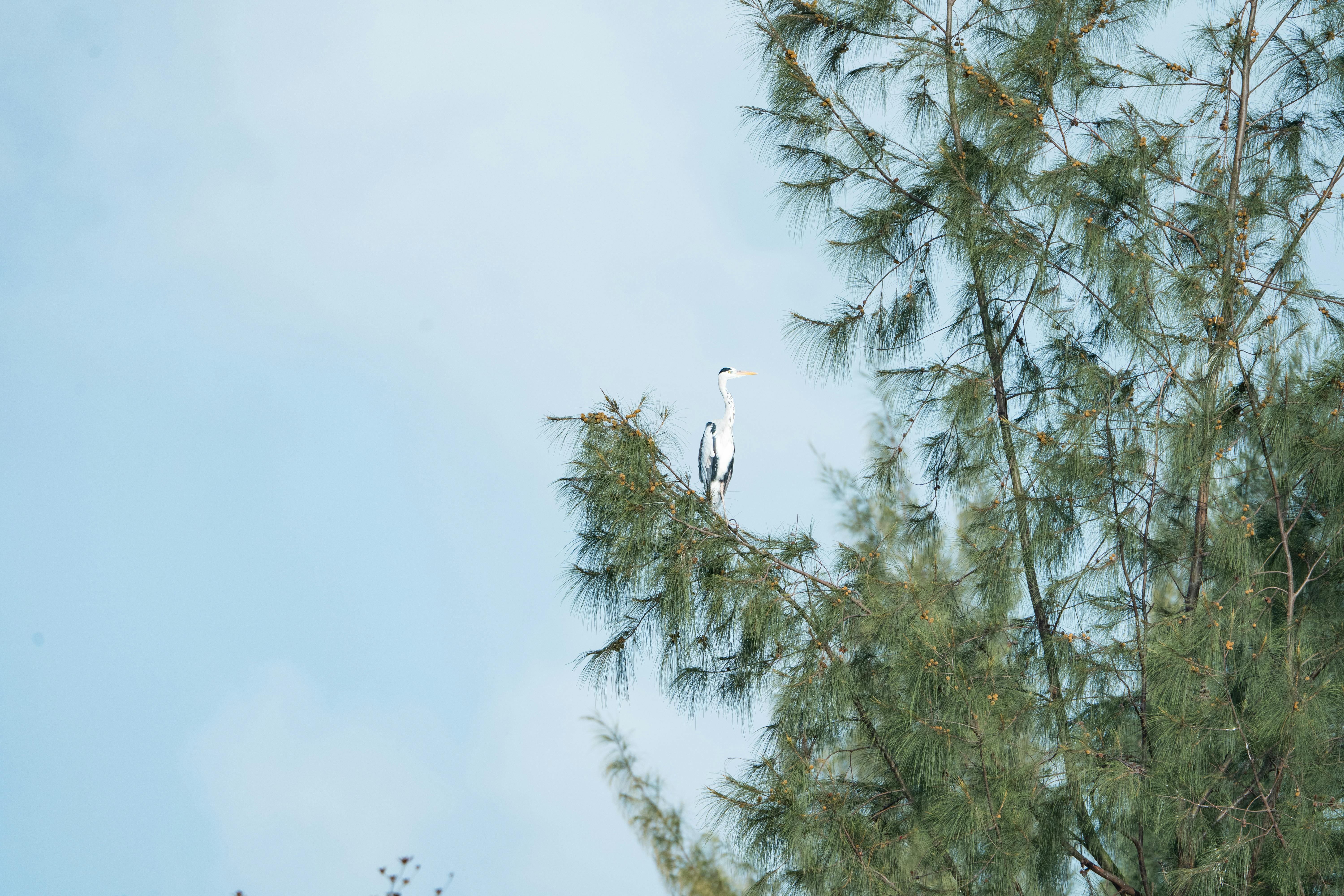 Gratis Seekor bangau abu-abu yang megah bertengger di puncak pohon pinus dengan latar langit biru cerah di Quảng Nam, Vietnam. Foto Stok