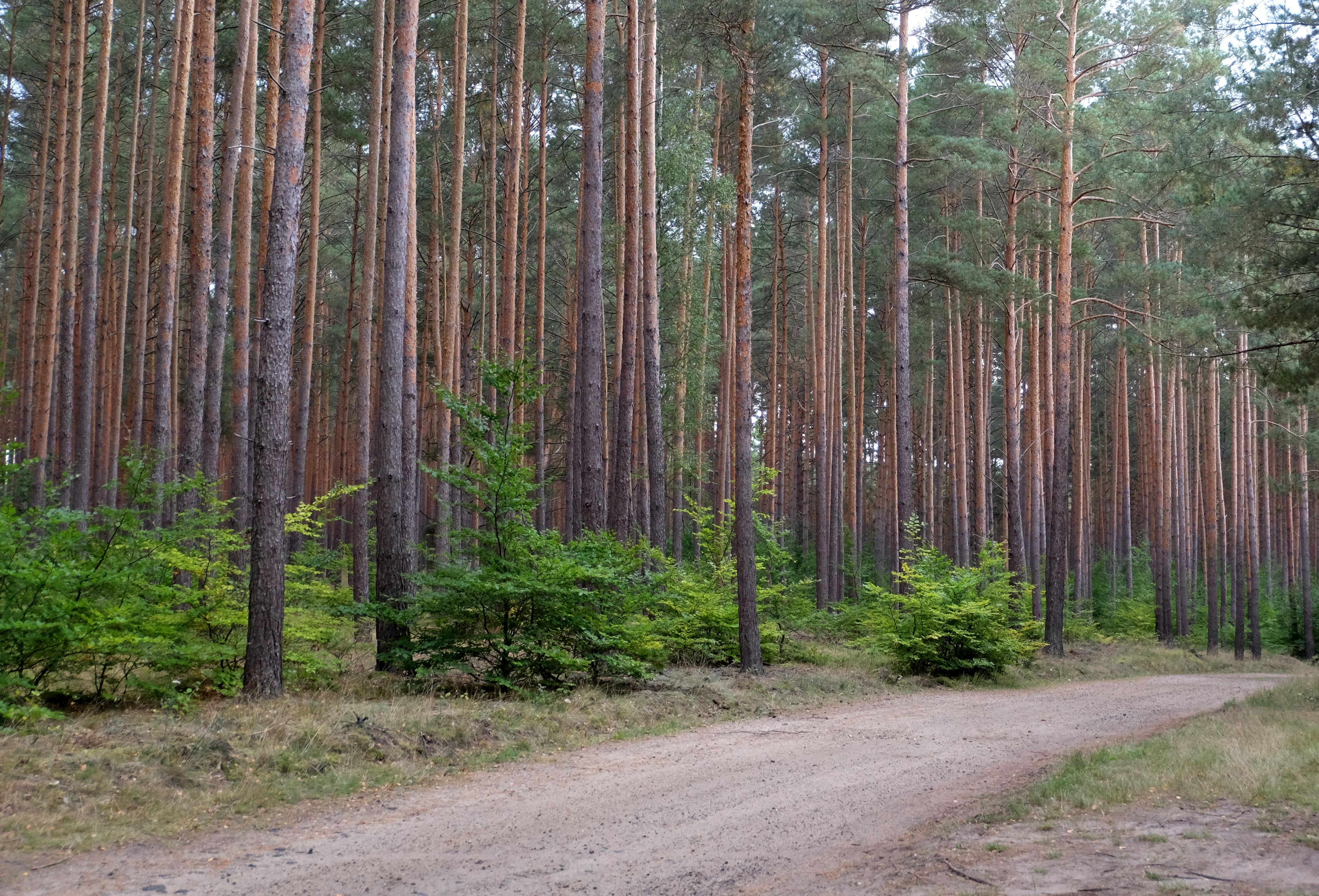 Serene Pine Forest with Dirt Path in Daylight · Free Stock Photo